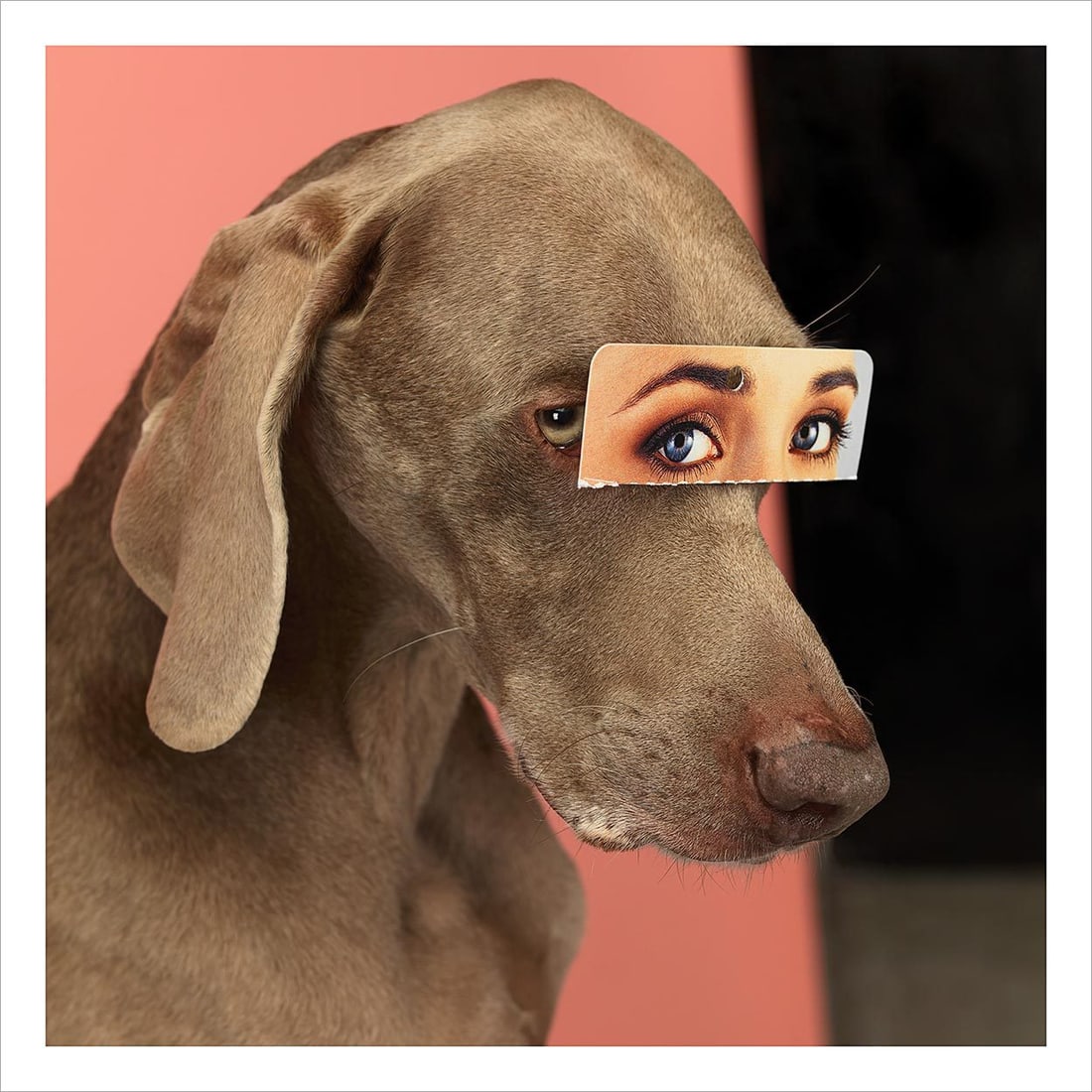 William Wegman Dogs Signed Limited Edition 2000 Investment Museum Quality Station (1 of 1)