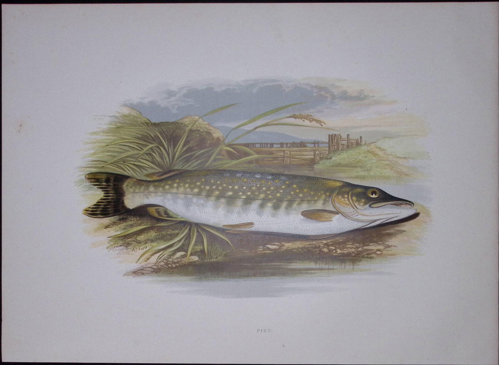 Pike Rev Houghton British Freshwater Fish 1879 Scarce Wood Engraving-24 (1 of 3)