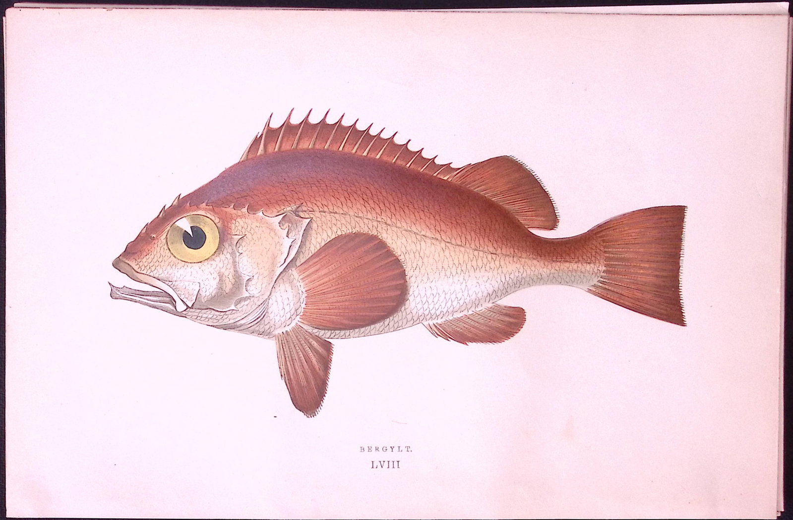 Bergylt Fish Scarce Antique 1877 J. Couch Woodblock Engraving-202: Title: Bergylt Fish Scarce Antique 1877 J. Couch Woodblock Engraving-202 Description: This Antique Original Coloured Woodblock Engraving Was Removed from An Edition of.