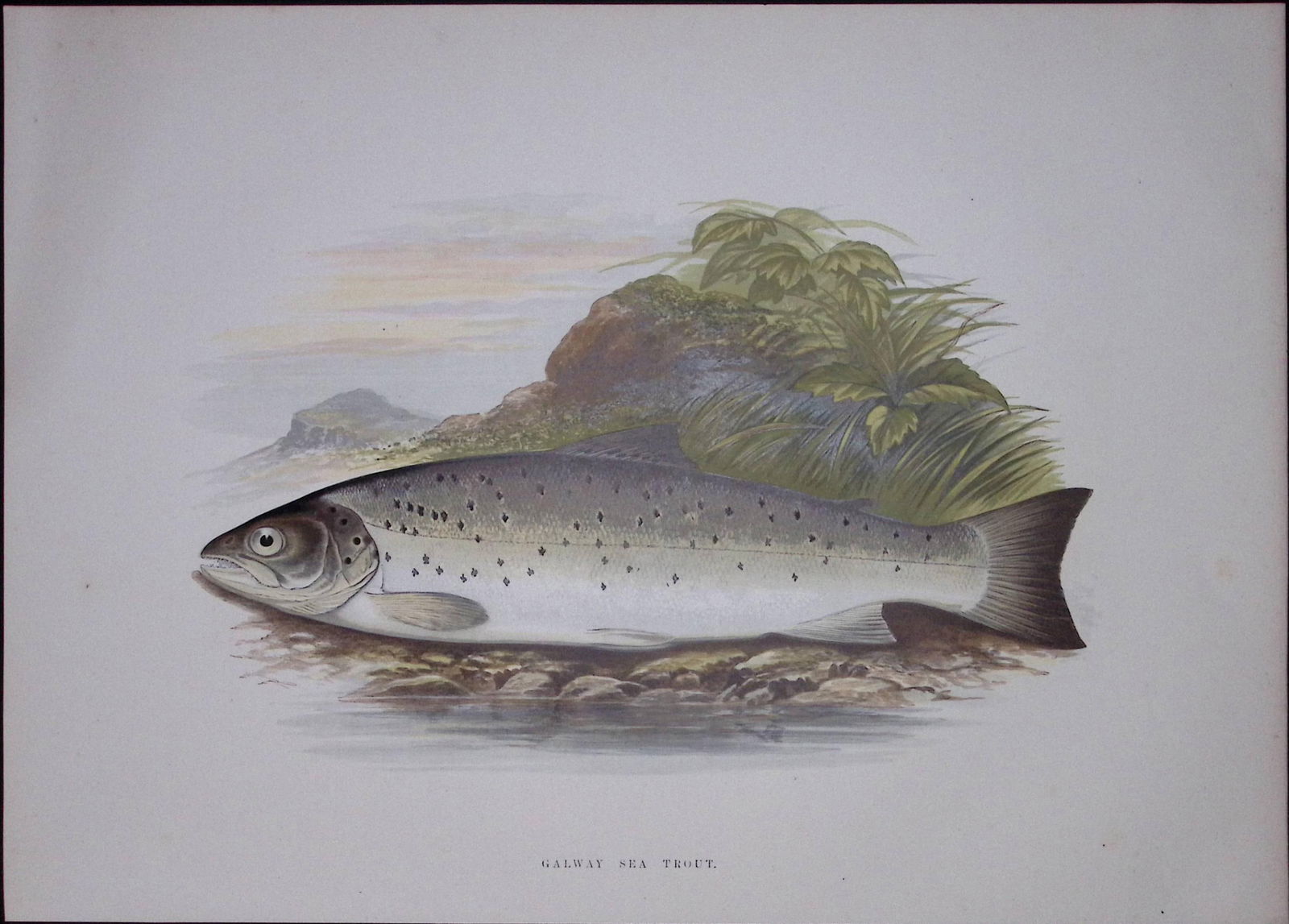 Galway Sea Trout Rev Houghton British Freshwater Fish 1879 Scarce Wood Engraving-18 (1 of 3)