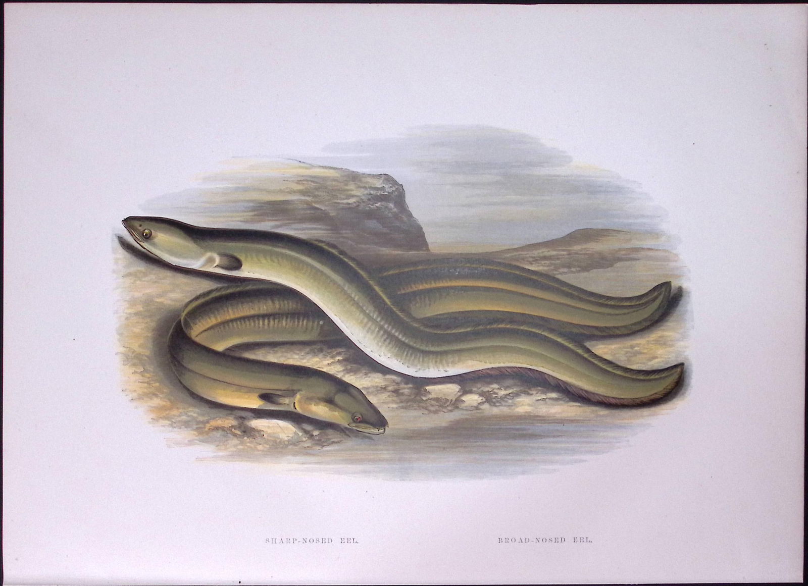 Sharpe & Broad Nosed Eel Rev Houghton British Freshwater Fish 1879 Scarce Wood Engraving.2 (1 of 3)