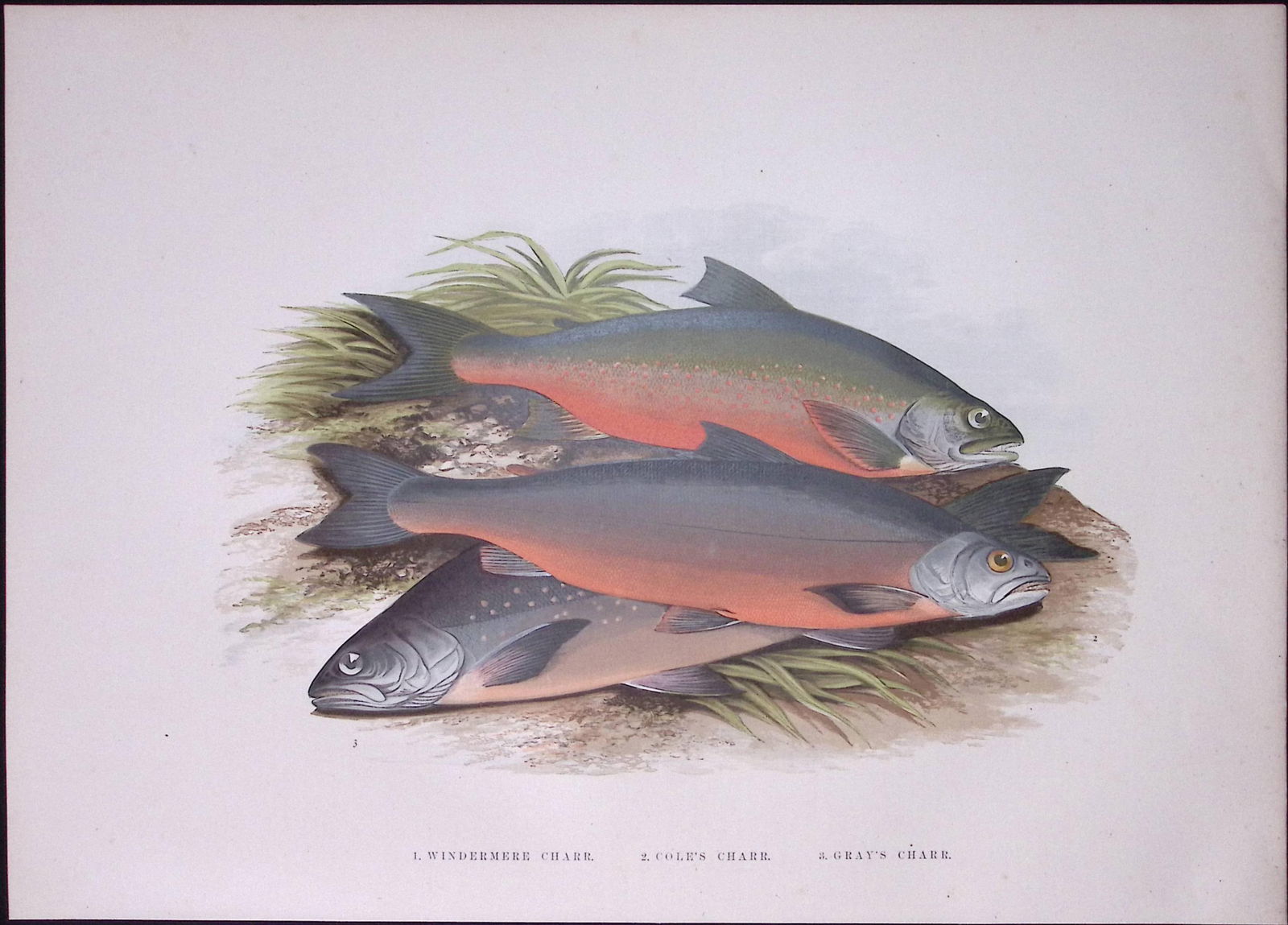 Windermere, Cole’s, Gray’s Charr Rev Houghton British Freshwater Fish 1879 Scarce Engrav (1 of 3)