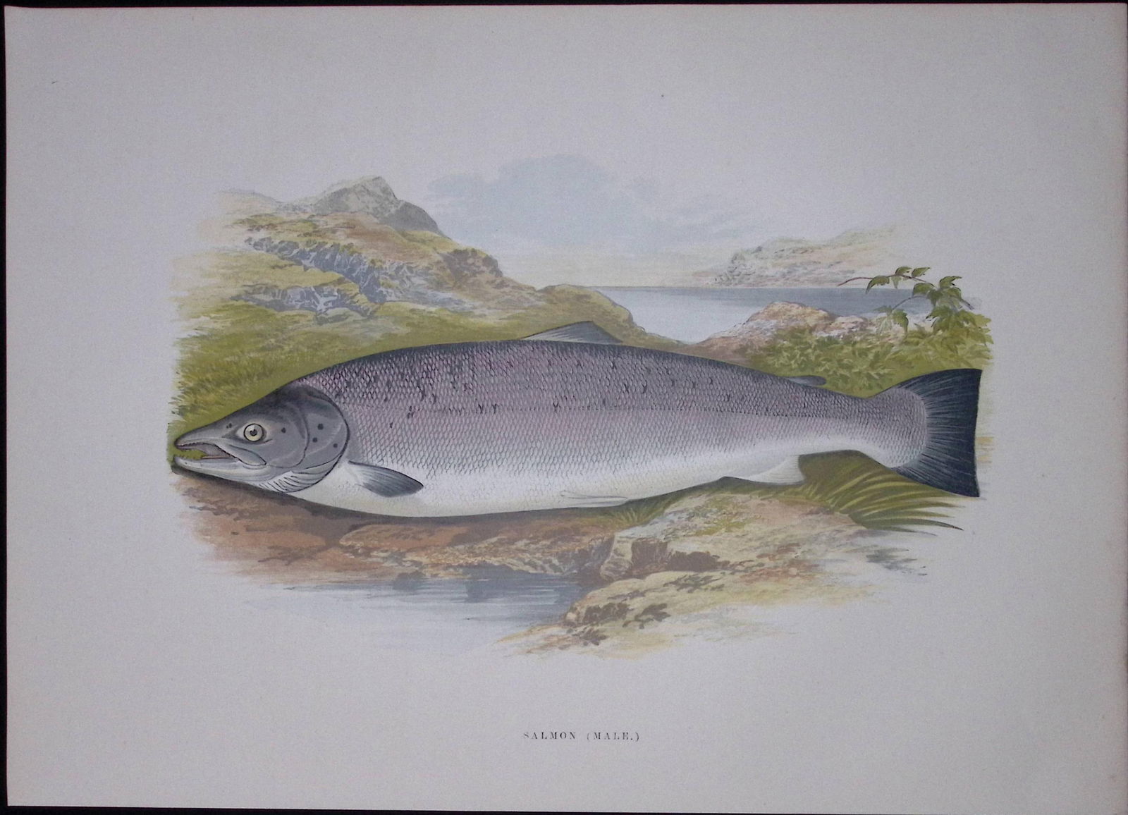 Salmon (Male) Rev Houghton British Freshwater Fish 1879 Scarce Wood Engraving-23 (1 of 2)