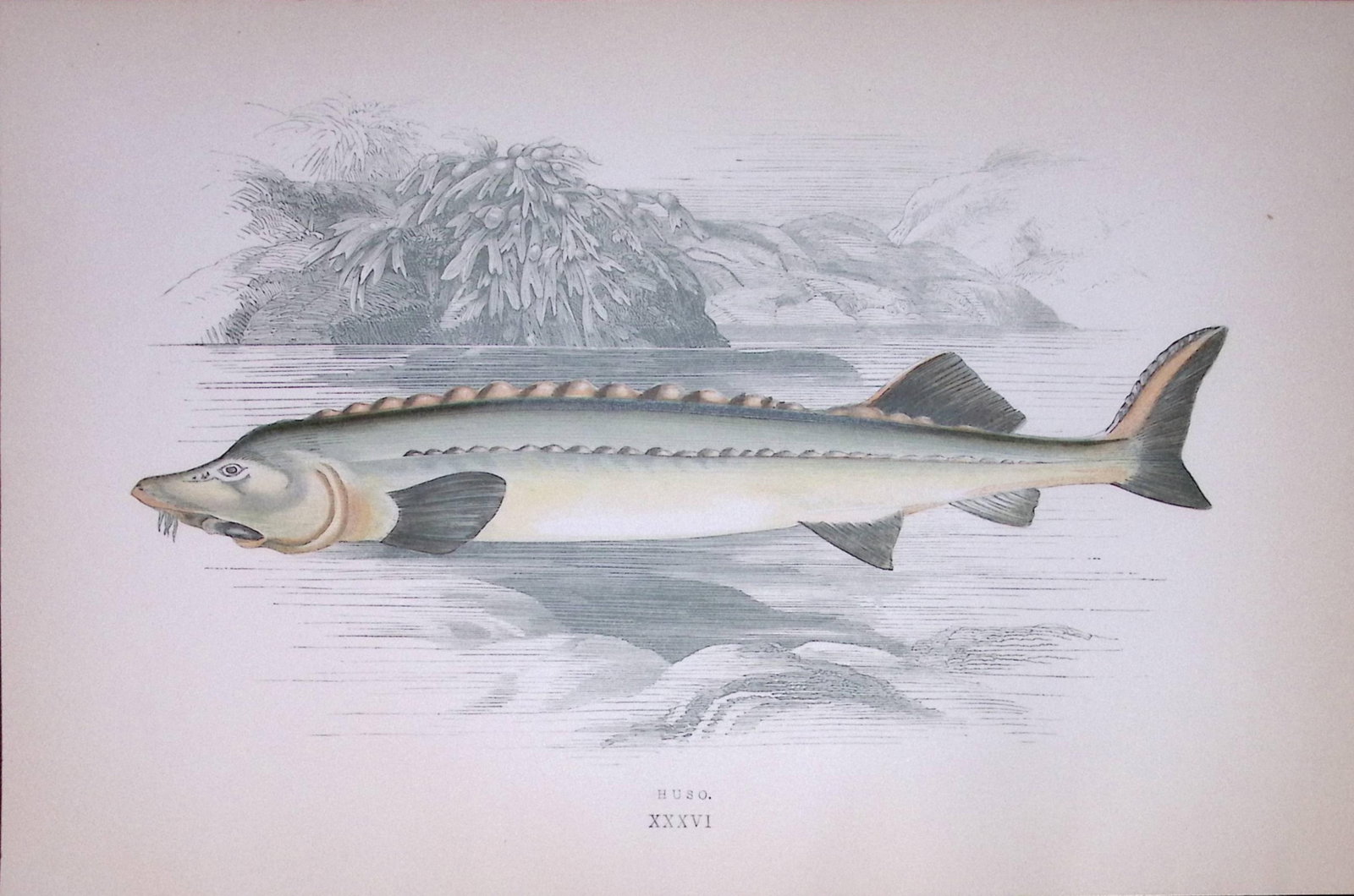 Beluga Sturgeon Huso Fish Scarce Antique 1877 J. Couch Woodblock Engraving-185: Title: Beluga Sturgeon Huso Fish Scarce Antique 1877 J. Couch Woodblock Engraving-185 Description: This Antique Original Coloured Woodblock Engraving Was Removed from An Edition of.<