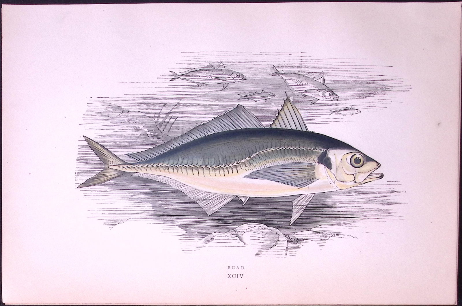Scad Fish Scarce Antique 1877 J. Couch Woodblock Engraving-217: Title: Scad Fish Scarce Antique 1877 J. Couch Woodblock Engraving-217 Description: This Antique Original Coloured Woodblock Engraving Was Removed from An Edition of.