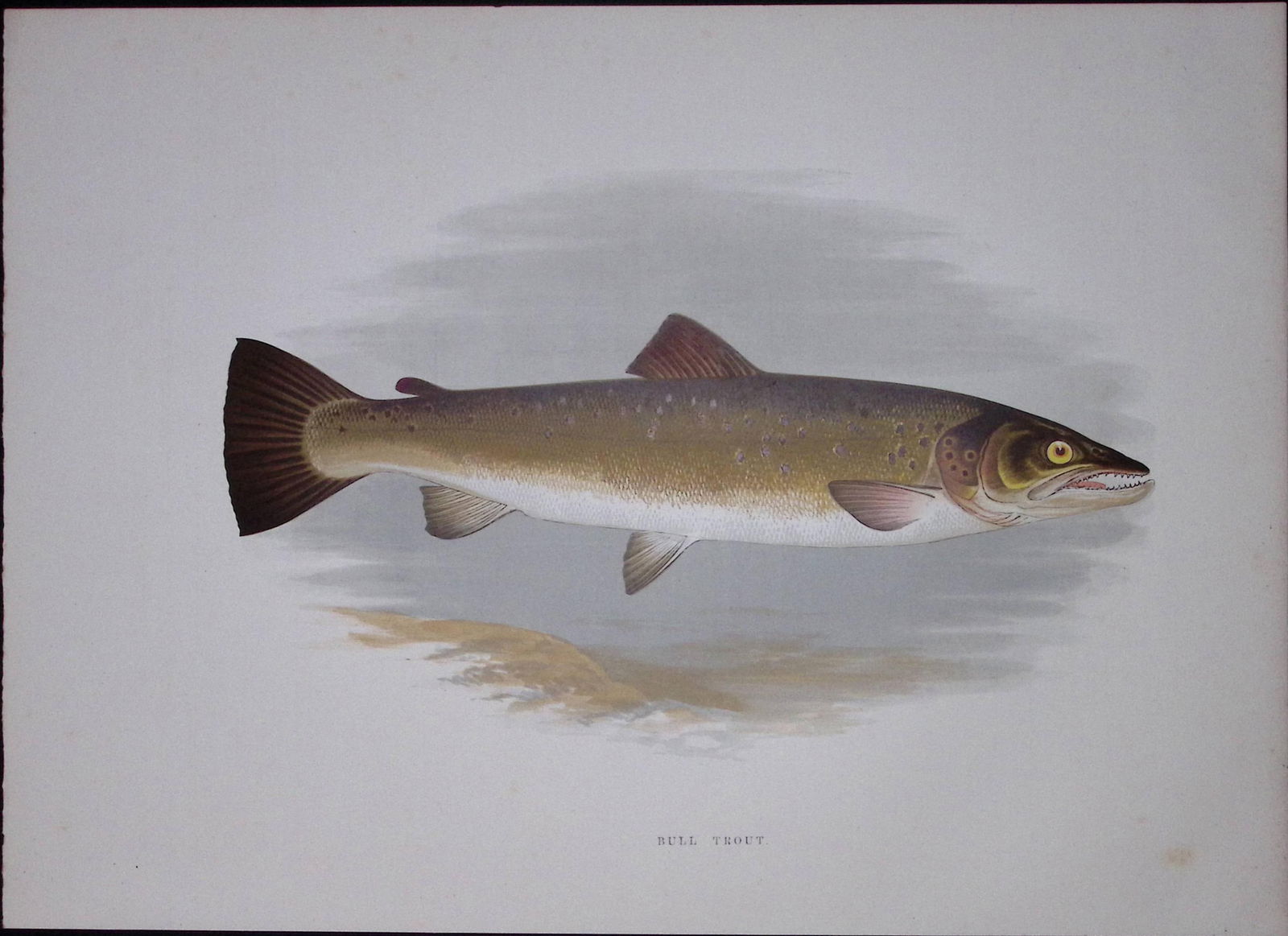 Bull Trout Rev Houghton British Freshwater Fish 1879 Scarce Wood Engraving-19 (1 of 3)