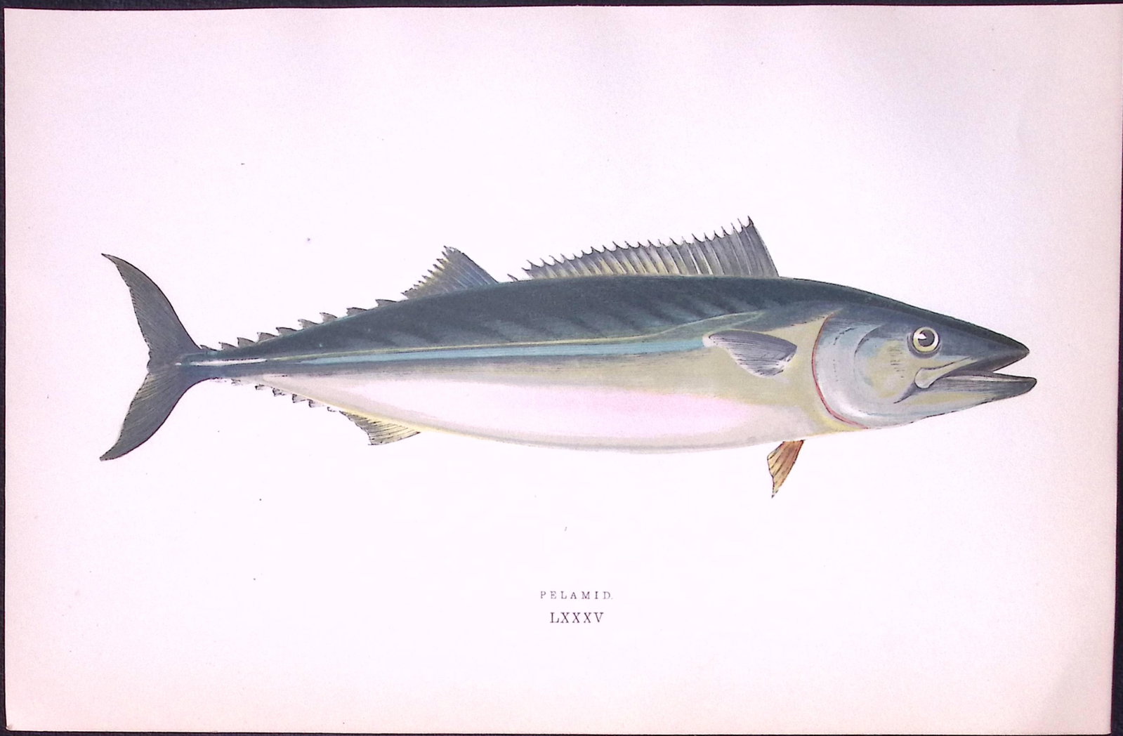 Pelamid Fish Scarce Antique 1877 J. Couch Woodblock Engraving-227: Title: Pelamid Fish Scarce Antique 1877 J. Couch Woodblock Engraving-227 Description: This Antique Original Coloured Woodblock Engraving Was Removed from An Edition of.
