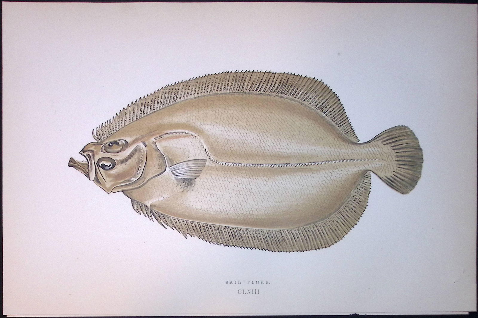 Sail Fluke Fish Scarce Antique 1877 J. Couch Woodblock Engraving-167: Title: Sail Fluke Fish Scarce Antique 1877 J. Couch Woodblock Engraving-167 Description: This Antique Original Coloured Woodblock Engraving Was Removed from An Edition of.