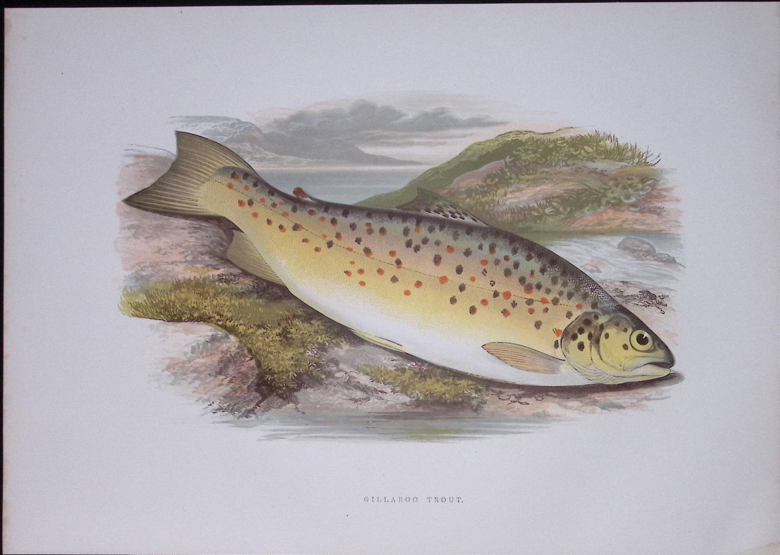Gillaroo Trout Rev Houghton British Freshwater Fish 1879 Scarce Engraving-12 (1 of 3)