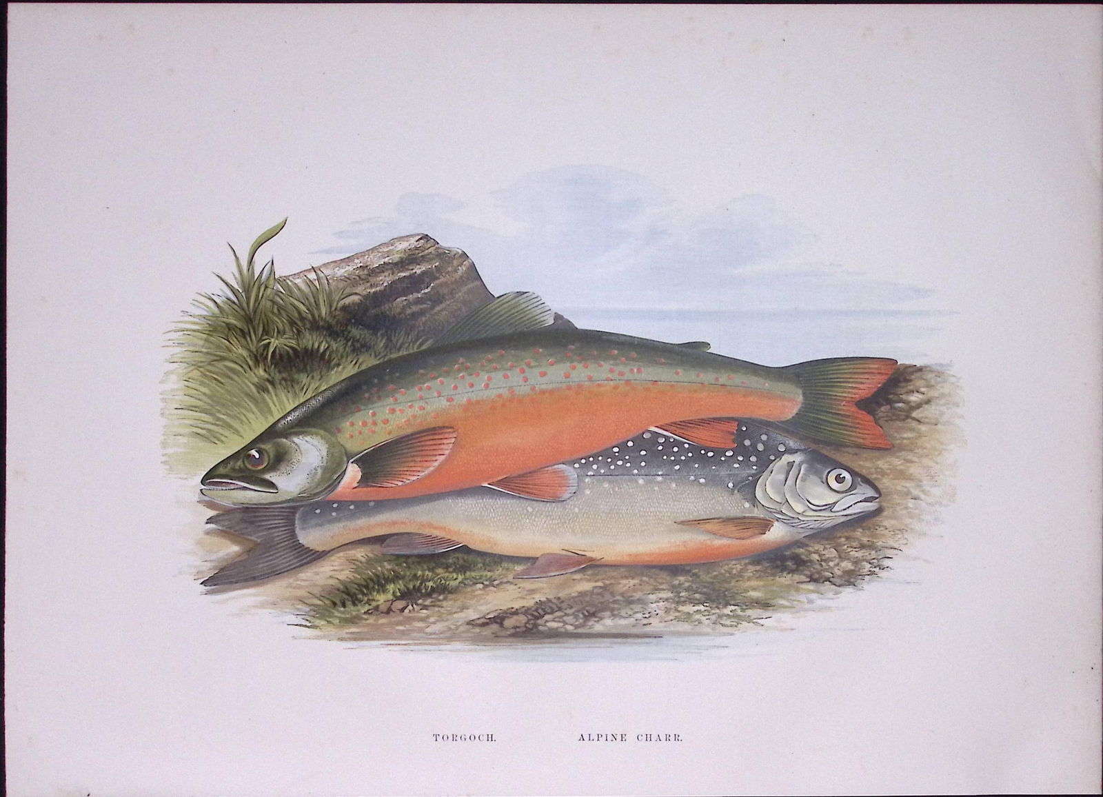 Torgoch Or Welsh Charr Rev Houghton British Freshwater Fish 1879 Scarce Engraving-8 (1 of 3)
