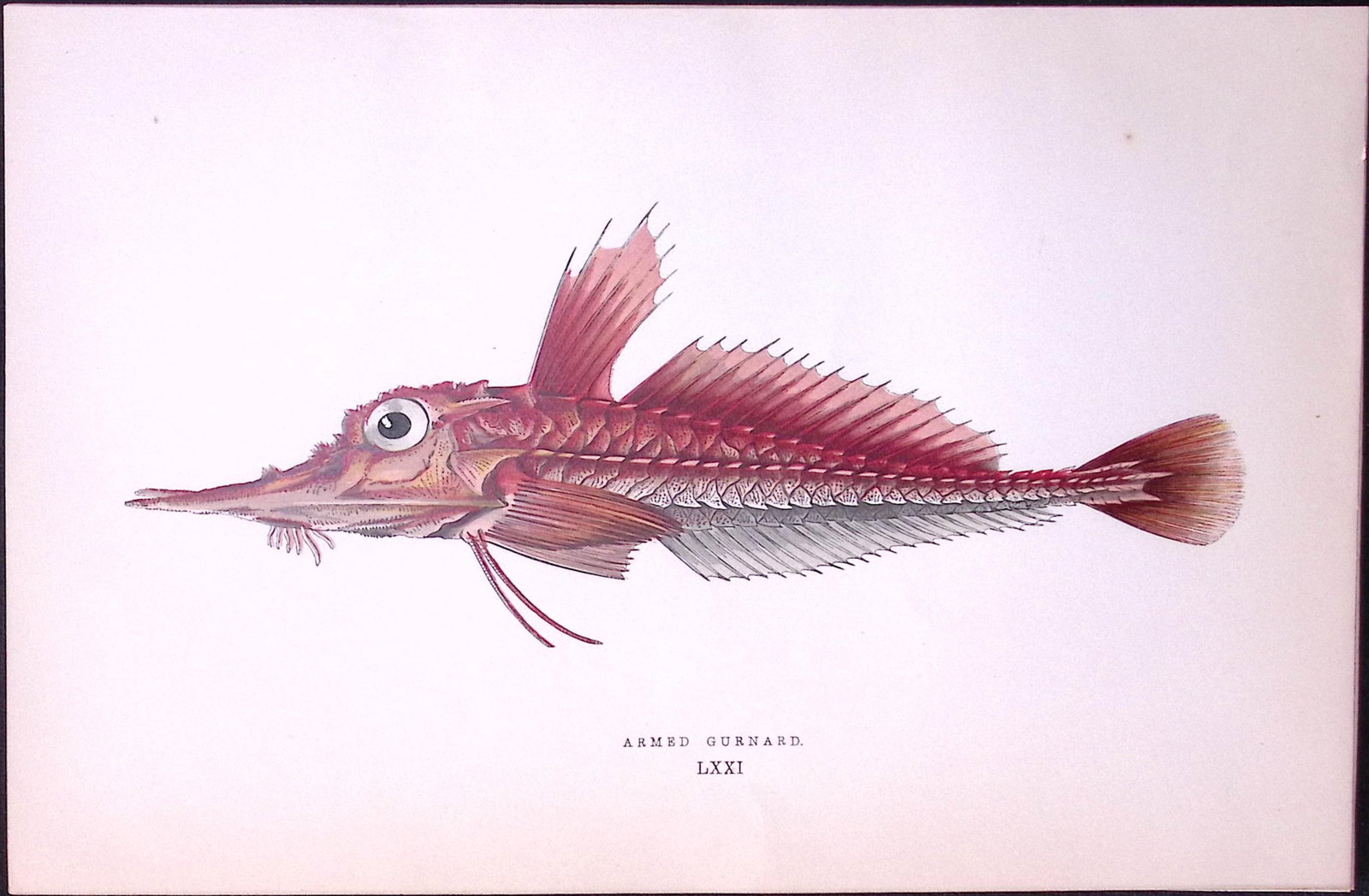 Armed Gunnard Fish Scarce Antique 1877 J. Couch Woodblock Engraving-209: Title: Armed Gunnard Fish Scarce Antique 1877 J. Couch Woodblock Engraving-209 Description: This Antique Original Coloured Woodblock Engraving Was Removed from An Edition of.