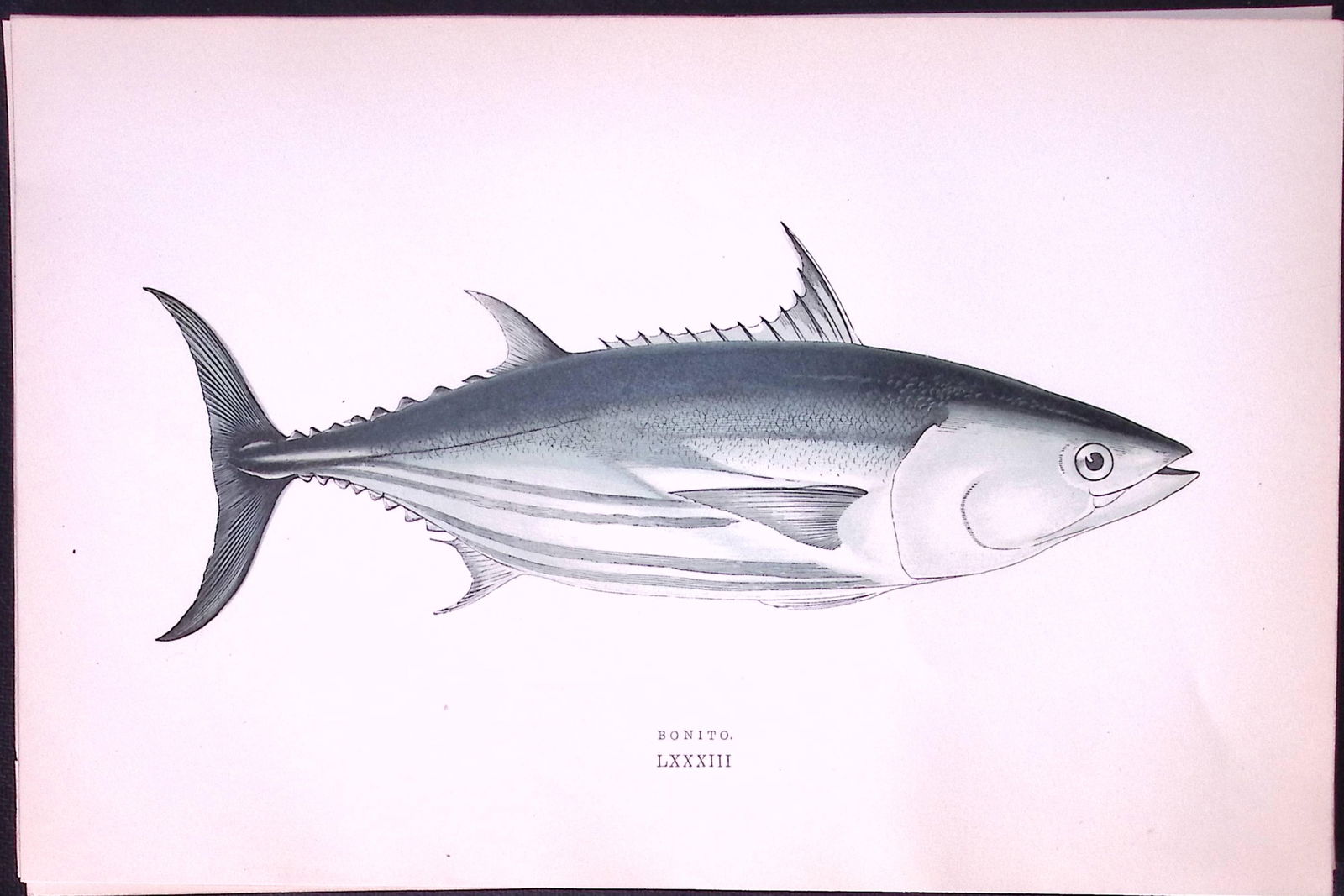 Bonito Fish Scarce Antique 1877 J. Couch Woodblock Engraving-223 (1 of 2)