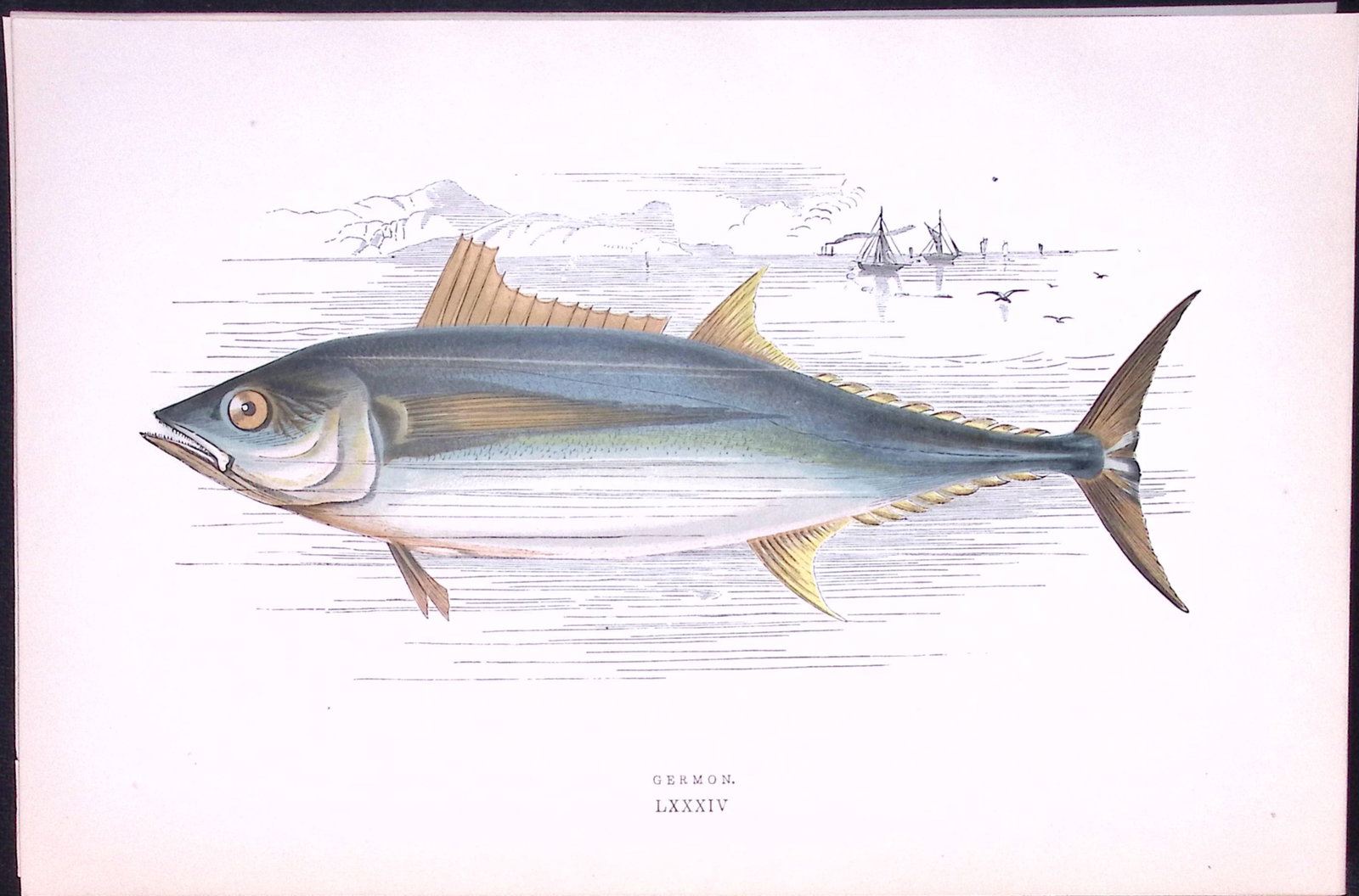 Germon Fish Scarce Antique 1877 J. Couch Woodblock Engraving-222: Title: Germon Fish Scarce Antique 1877 J. Couch Woodblock Engraving-222 Description: This Antique Original Coloured Woodblock Engraving Was Removed from An Edition of.