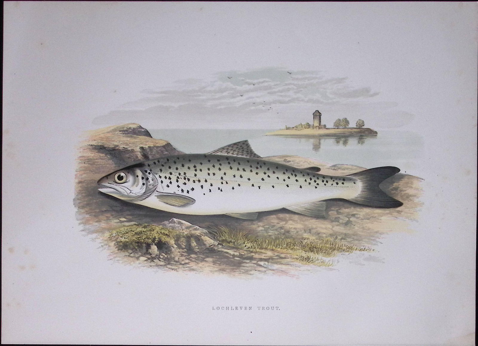 Lochleven Trout Rev Houghton British Freshwater Fish 1879 Scarce Engraving-13 (1 of 3)