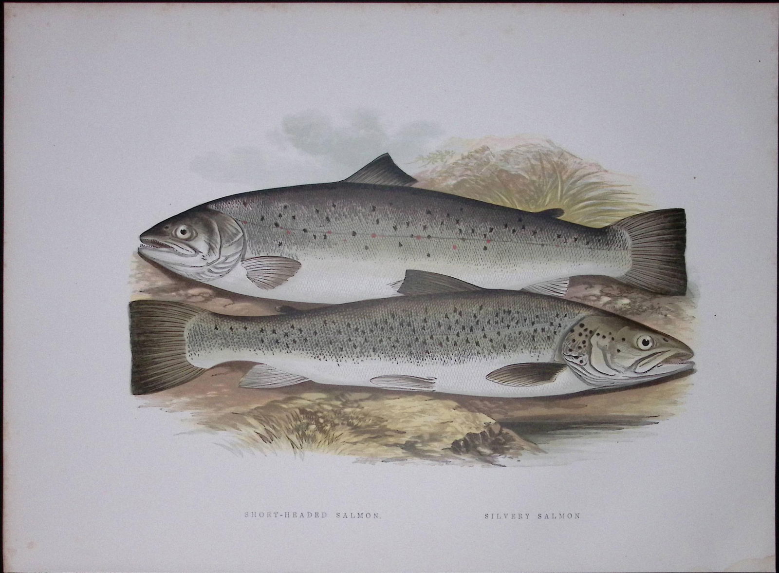 Short Headed Salmon Rev Houghton British Freshwater Fish 1879 Scarce Wood Engraving-17 (1 of 3)