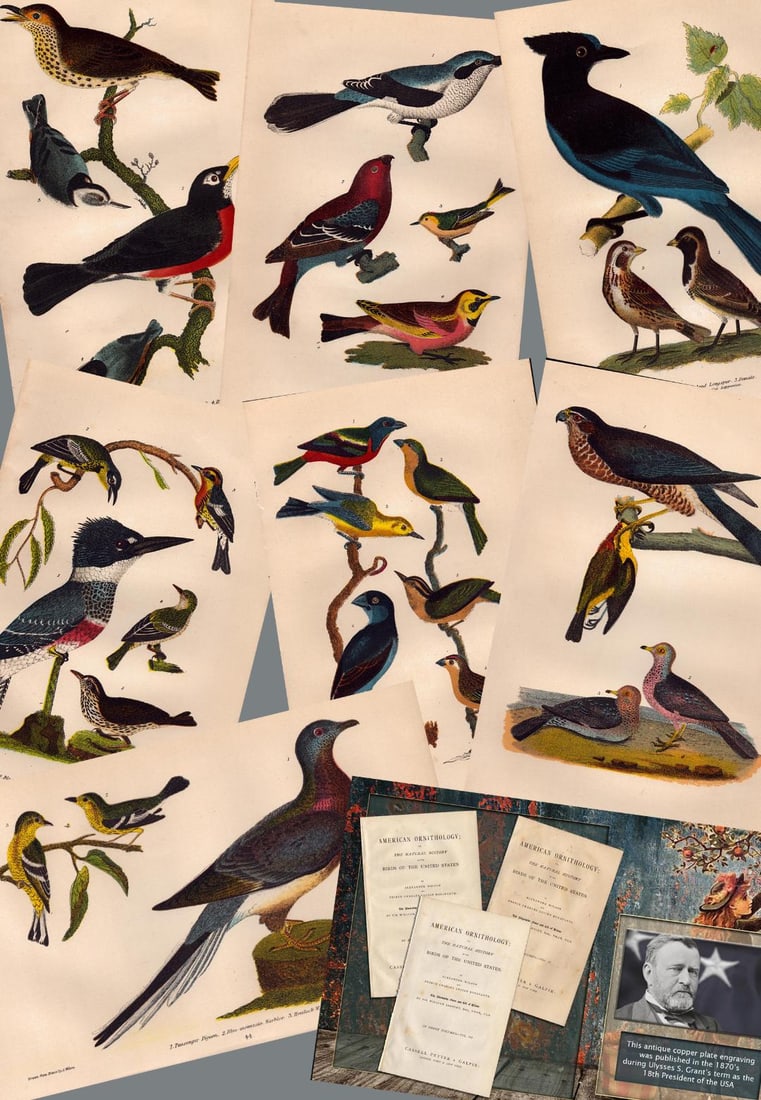 Job lot Alexander Wilson Rare American Birds Copper Plate Engravings-4. (1 of 9)