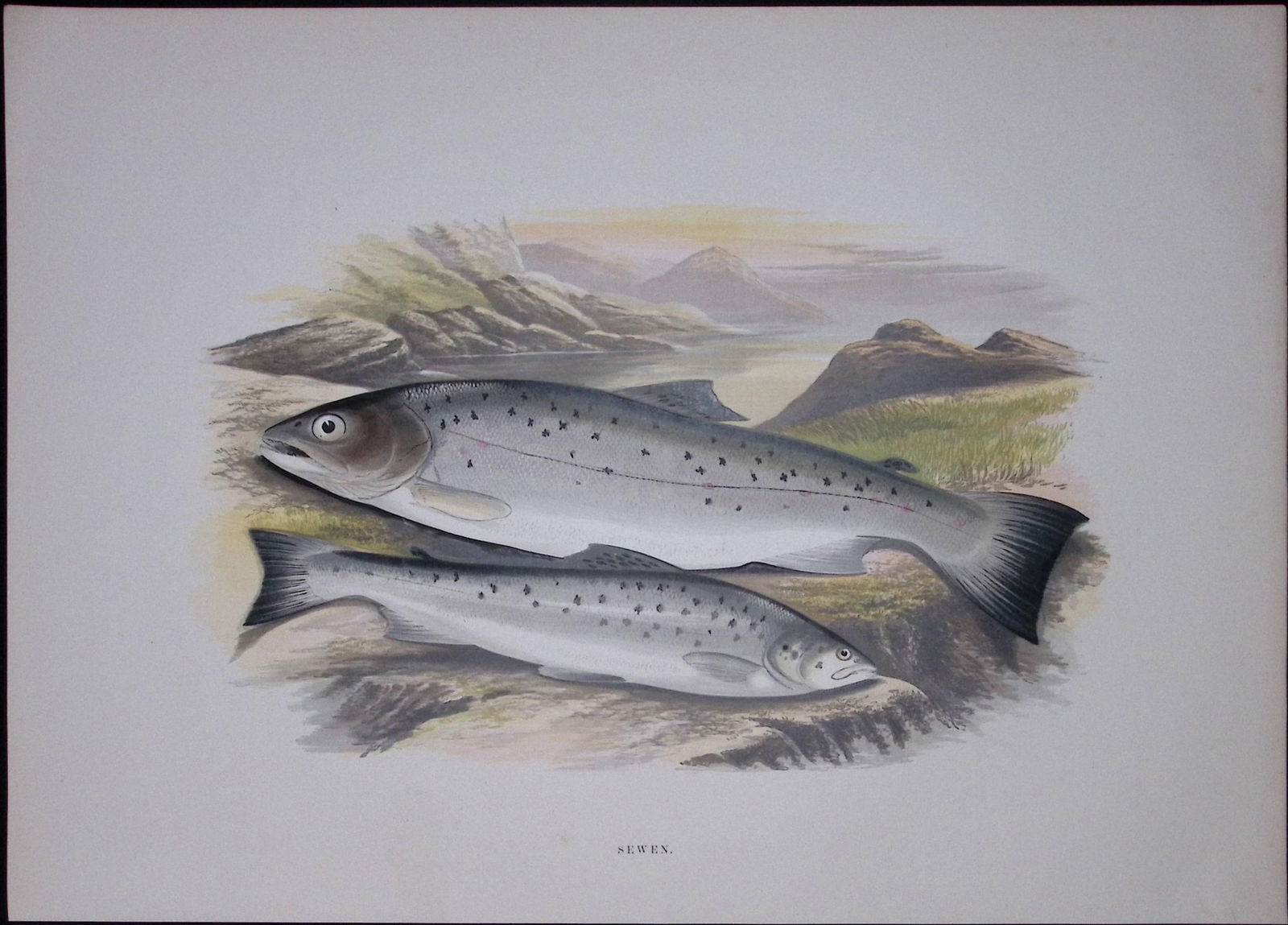 Sewen Sea Trout Rev Houghton British Freshwater Fish 1879 Scarce Wood Engraving-20 (1 of 3)