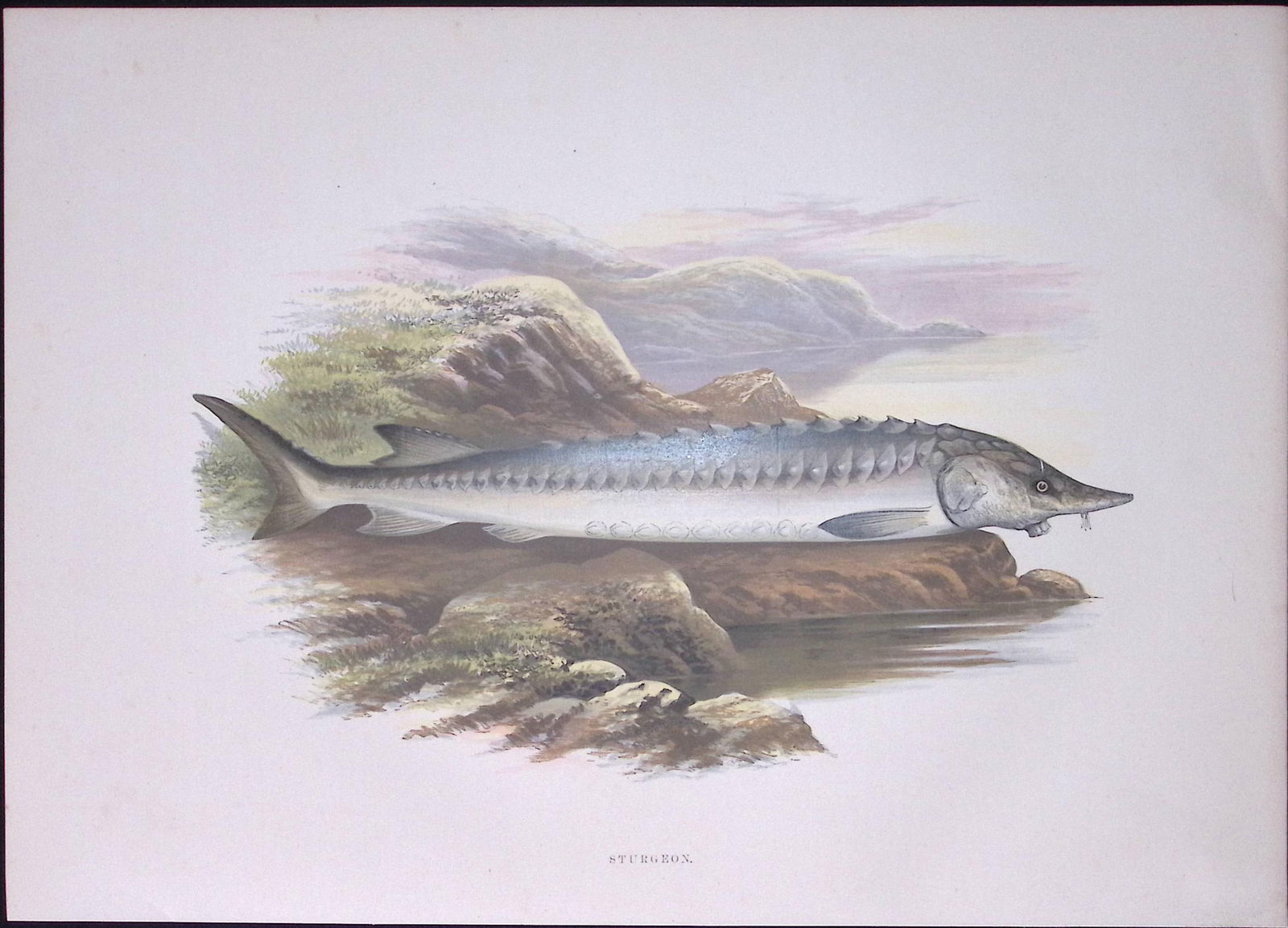The Sturgeon Rev Houghton British Freshwater Fish 1879 Scarce Wood Engraving.3 (1 of 3)