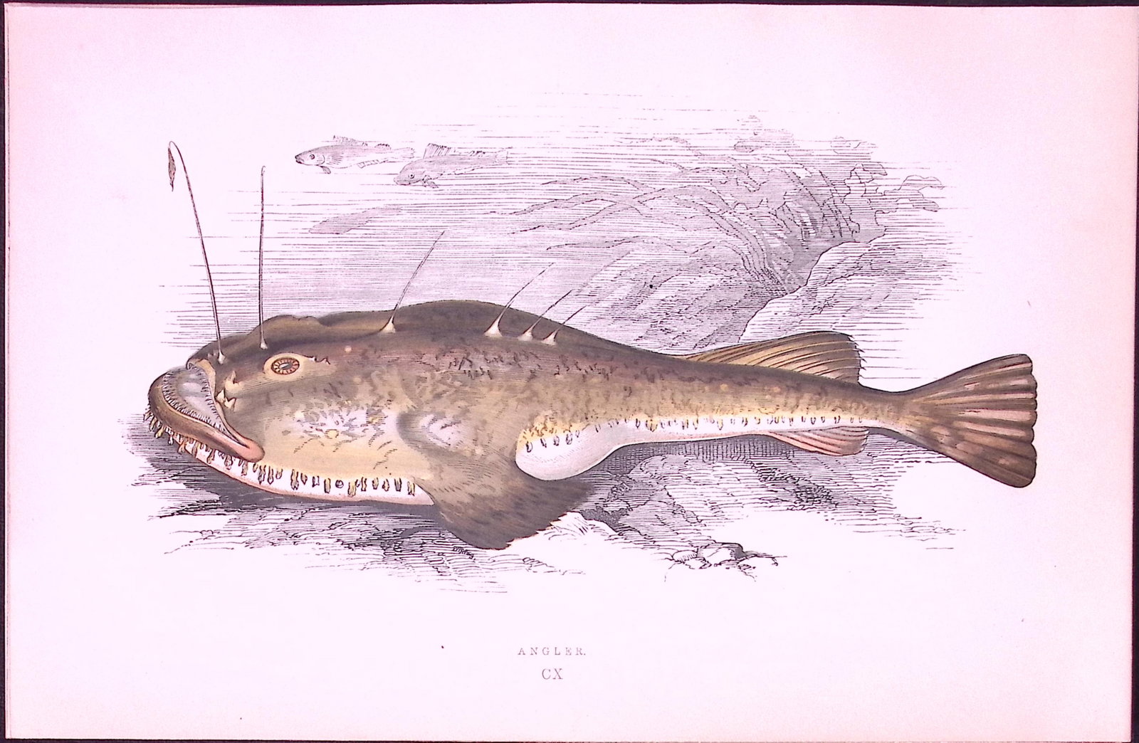 Angler Fish Antique 1877 J. Couch Woodblock Scarce Engraving-238: Title: Angler Fish Antique 1877 J. Couch Woodblock Scarce Engraving-238 Description: This Antique Original Coloured Woodblock Engraving Was Removed from An Edition of. <