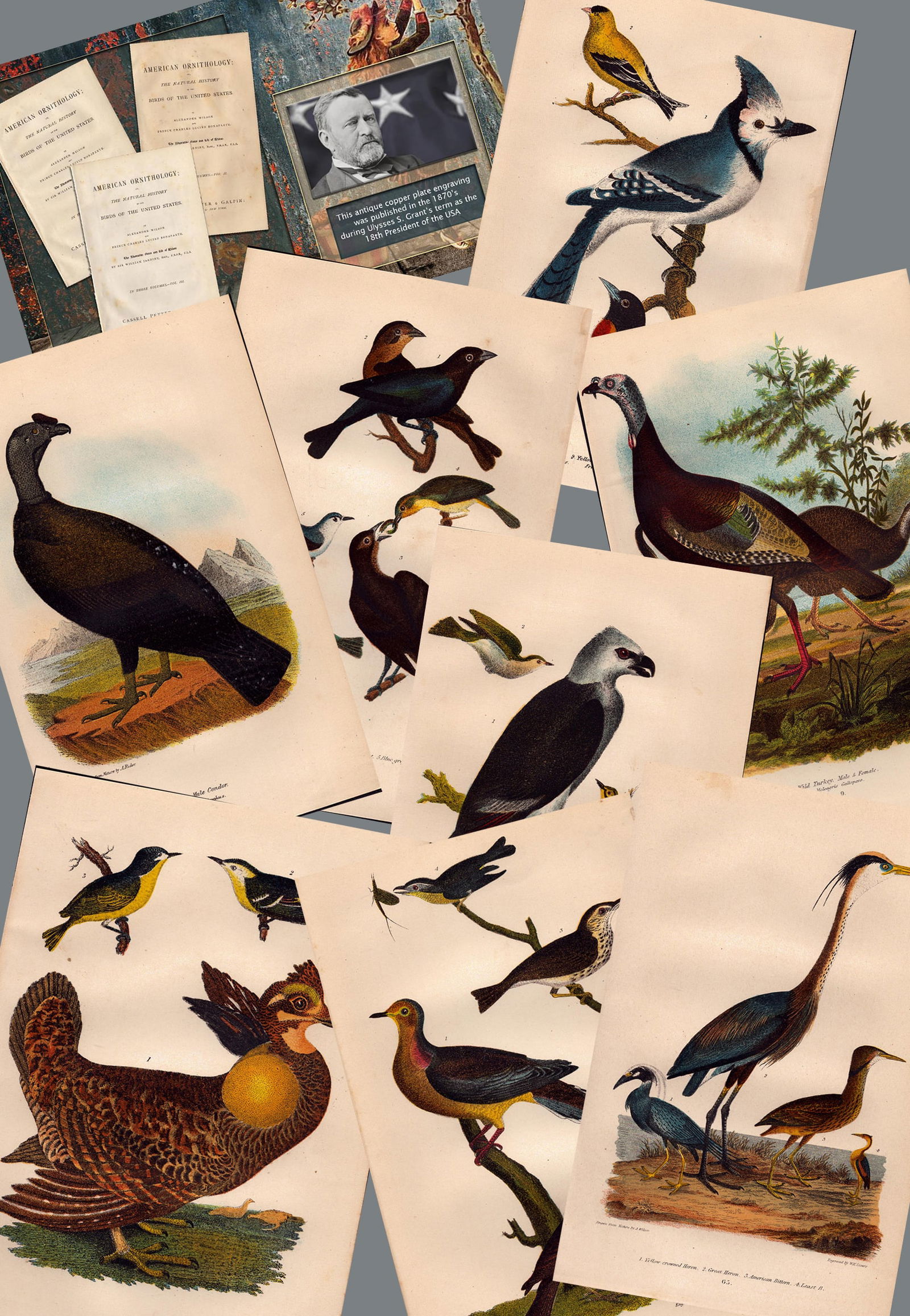 Job lot Alexander Wilson Rare American Birds Copper Plate Engravings-5. (1 of 9)