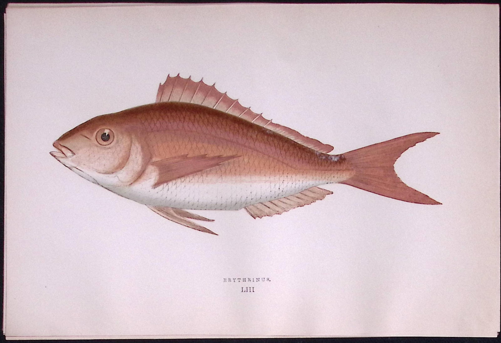 Erythrinas Fish Scarce Antique 1877 Johnathan Couch Woodblock Engraving-54: Title: Erythrinas Fish Scarce Antique 1877 Johnathan Couch Woodblock Engraving-54 Description: This Antique Original Coloured Woodblock Engraving Was Removed from An Editio