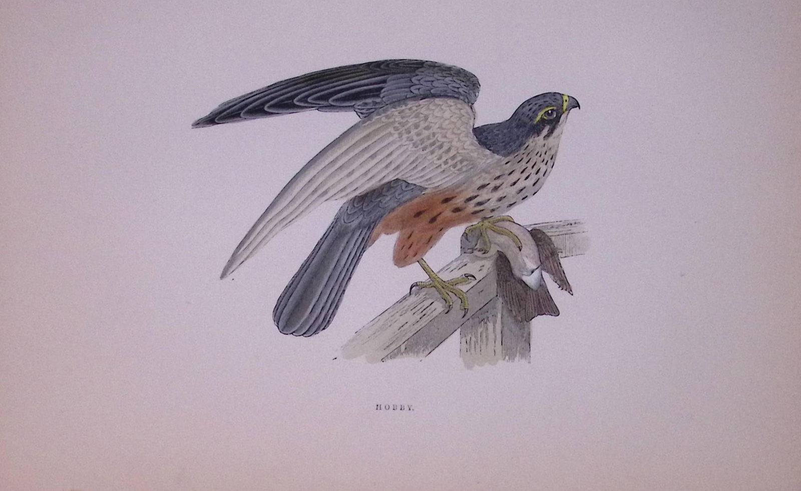 Hobby Rev Morris Antique History of British Birds 130 Years-Old Engraving-22: Title: Hobby Rev Morris Antique History of British Birds 130 Years-Old Engraving-22 Description: This Chromolithographic Engraved Plate Has Been Removed from an Antique Edi