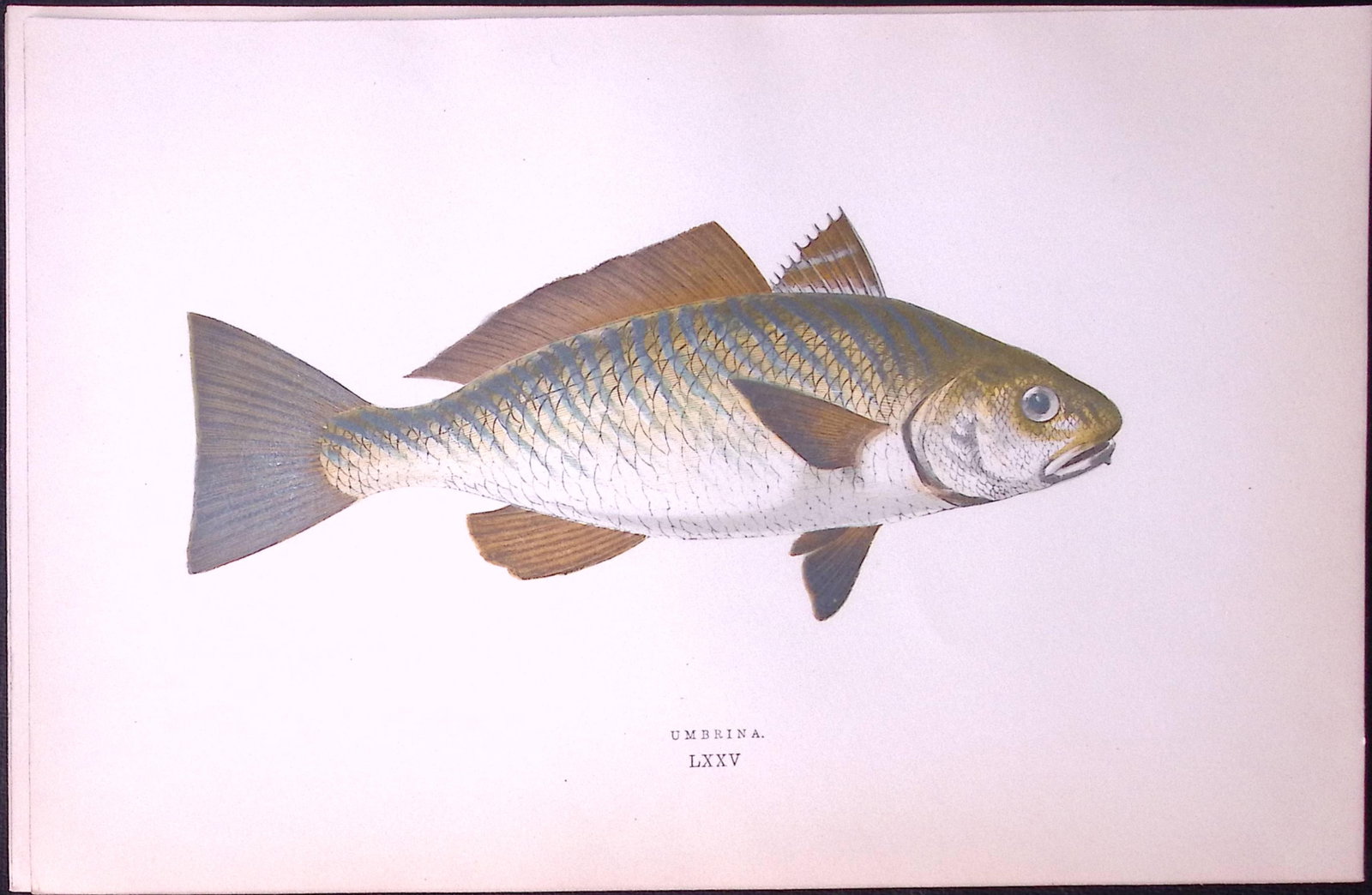 Umbrina Fish Scarce Antique 1877 J. Couch Woodblock Engraving-213: Title: Umbrina Fish Scarce Antique 1877 J. Couch Woodblock Engraving-213 Description: This Antique Original Coloured Woodblock Engraving Was Removed from An Edition of.