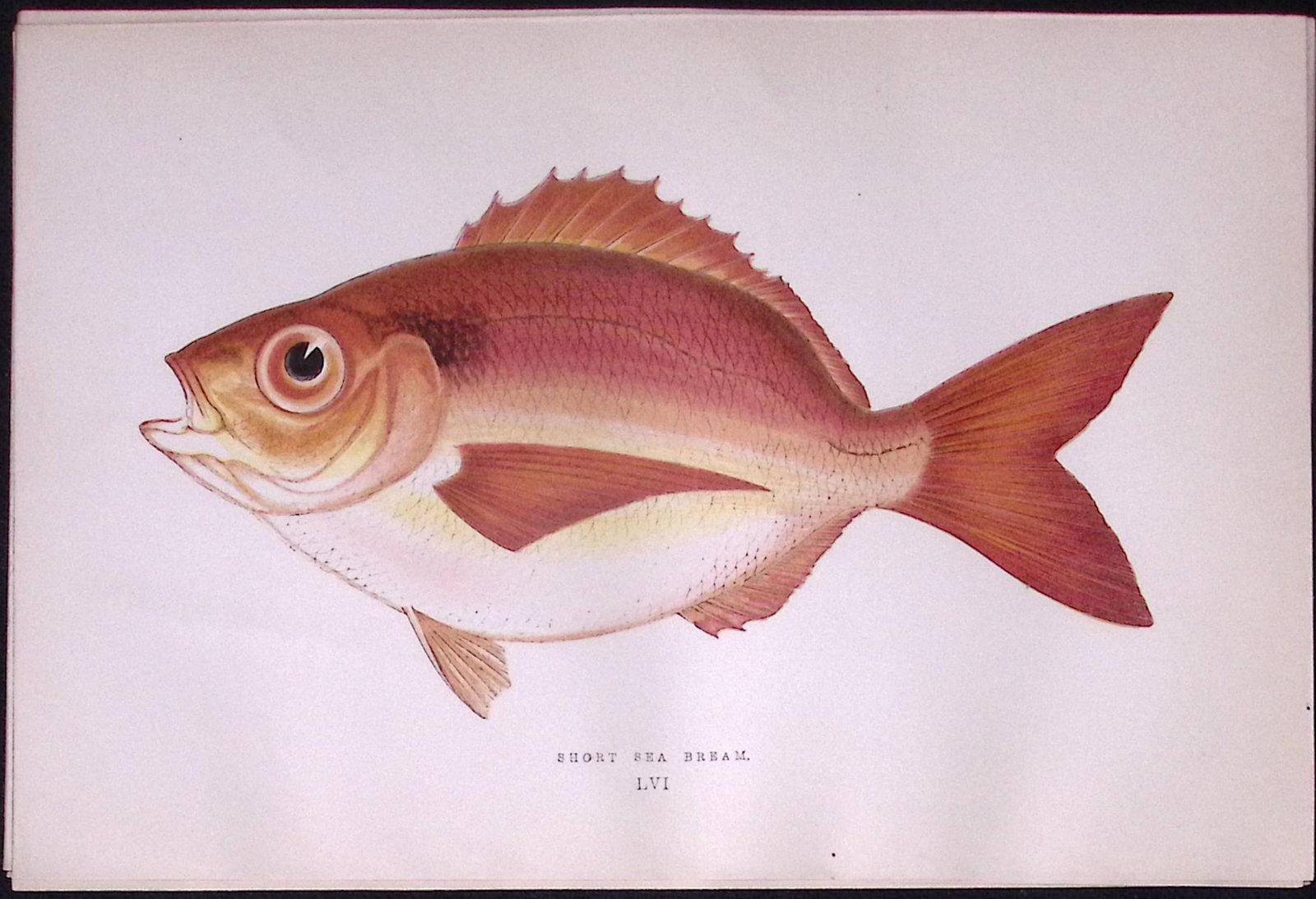 Short Sea Bream Scarce Antique 1877 J. Couch Woodblock Engraving-56: Title: Short Sea Bream Scarce Antique 1877 J. Couch Woodblock Engraving-56 Description: This Antique Original Coloured Woodblock Engraving Was Removed from An Edition of.