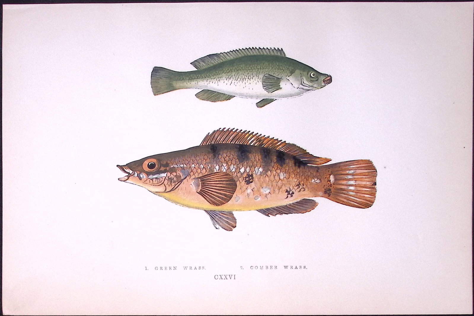 Green & Comber Wrass Fish Scarce Antique 1877 J. Couch Woodblock Engraving-93a: Title: Green & Comber Wrass Fish Scarce Antique 1877 J. Couch Woodblock Engraving-93a Description: This Antique Original Coloured Woodblock Engraving Was Removed from A