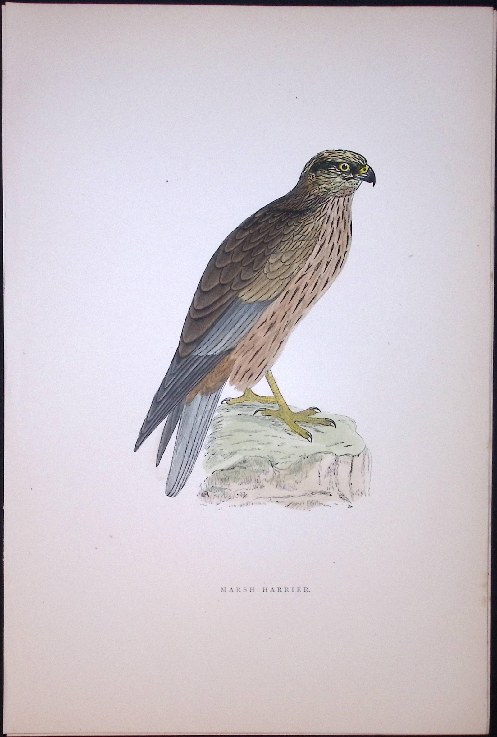 Marsh Harrier Rev Morris Antique History of British Birds 130 Years-Old Engraving-29: Title: Marsh Harrier Rev Morris Antique History of British Birds 130 Years-Old Engraving-29 Description: This Chromolithographic Engraved Plate Has Been Removed from an Ant