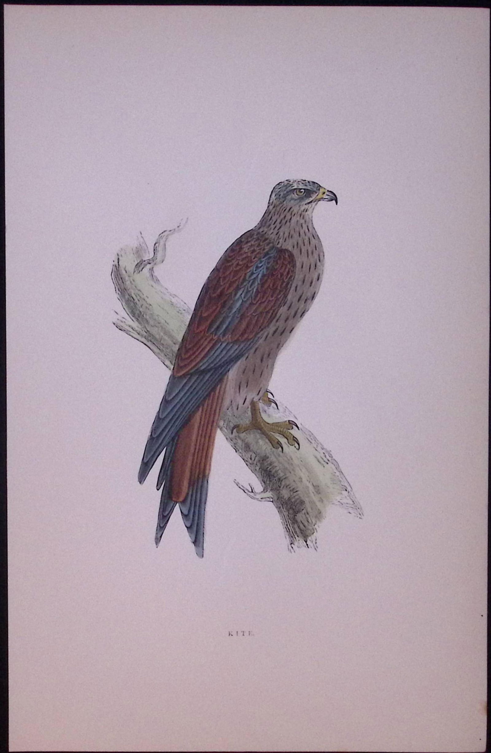 Kite Rev Morris Antique History of British Birds 130 Years-Old Engraving-17: Title: Kite Rev Morris Antique History of British Birds 130 Years-Old Engraving-17 Description: This Chromolithographic Engraved Plate Has Been Removed from an Antique Edit