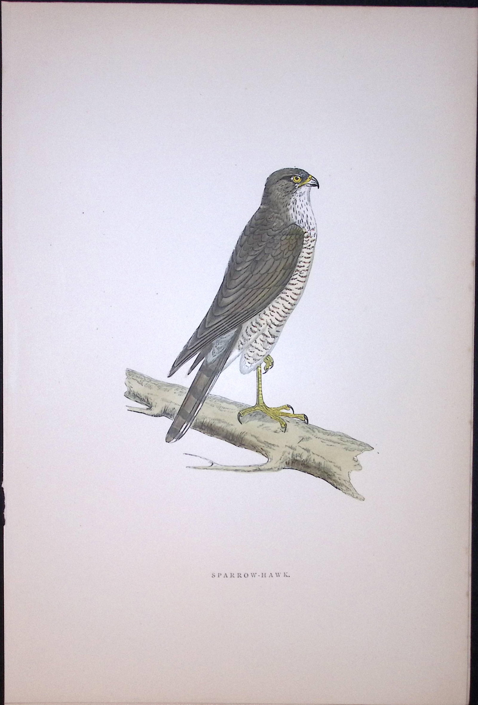 Sparrow Hawk Rev Morris Antique History of British Birds 130 Years-Old Engraving-28: Title: Sparrow Hawk Rev Morris Antique History of British Birds 130 Years-Old Engraving-28 Description: This Chromolithographic Engraved Plate Has Been Removed from an Anti