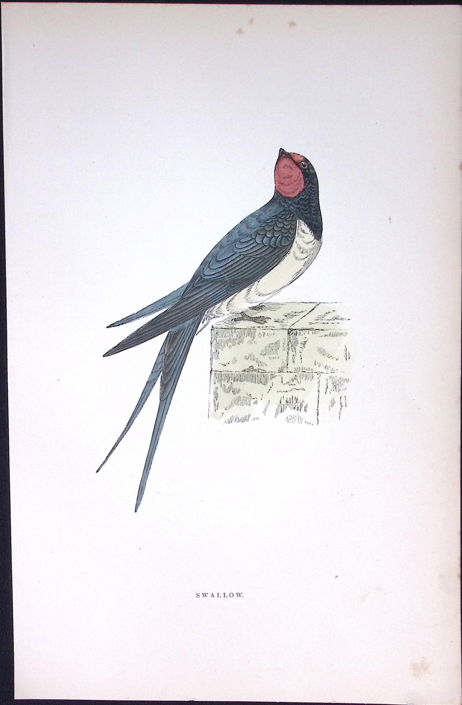 Swallow Rev Morris Antique History of British Birds 130 Years-Old Engraving-161 (1 of 2)