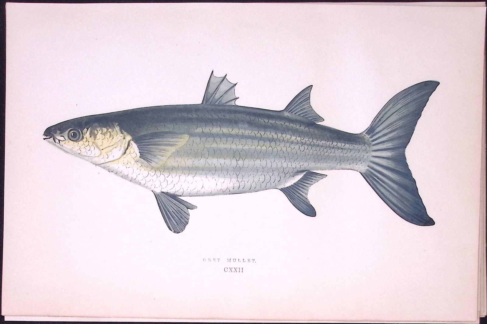 Gray Mullet Fish Scarce Antique 1877 J. Couch Woodblock Engraving-76: Title: Gray Mullet Fish Scarce Antique 1877 J. Couch Woodblock Engraving-76 Description: This Antique Original Coloured Woodblock Engraving Was Removed from An Edition of.<