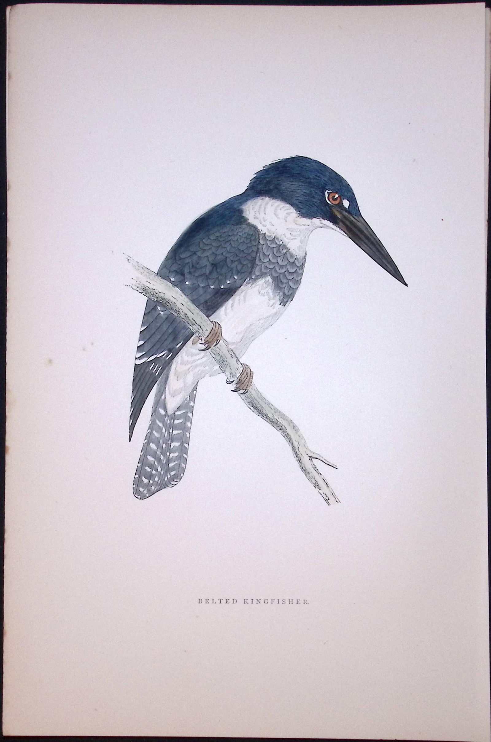 Belted Kingfisher Rev Morris Antique History of British Birds 130 Years-Old Engraving-33: Title: Belted Kingfisher Rev Morris Antique History of British Birds 130 Years-Old Engraving-33 Description: This Chromolithographic Engraved Plate Has Been Removed from an