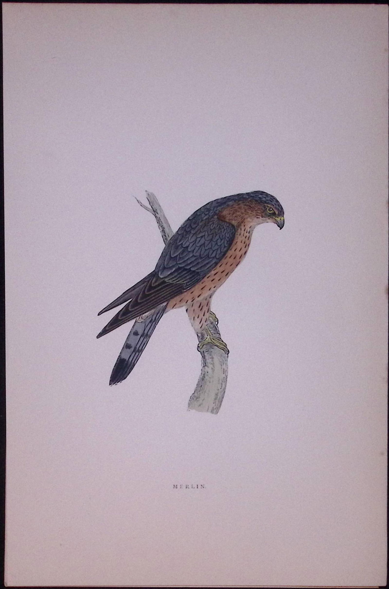 Merlin Rev Morris Antique History of British Birds 130 Years-Old Engraving-24: Title: Merlin Rev Morris Antique History of British Birds 130 Years-Old Engraving-24 Description: This Chromolithographic Engraved Plate Has Been Removed from an Antique Ed