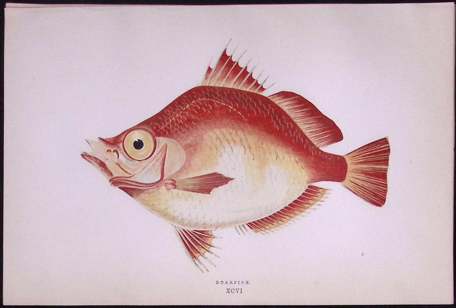Boar Fish Scarce Antique 1877 Johnathan Couch Woodblock Engraving-58: Title: Boar Fish Scarce Antique 1877 Johnathan Couch Woodblock Engraving-58 Description: This Antique Original Coloured Woodblock Engraving Was Removed from An Edition of.<