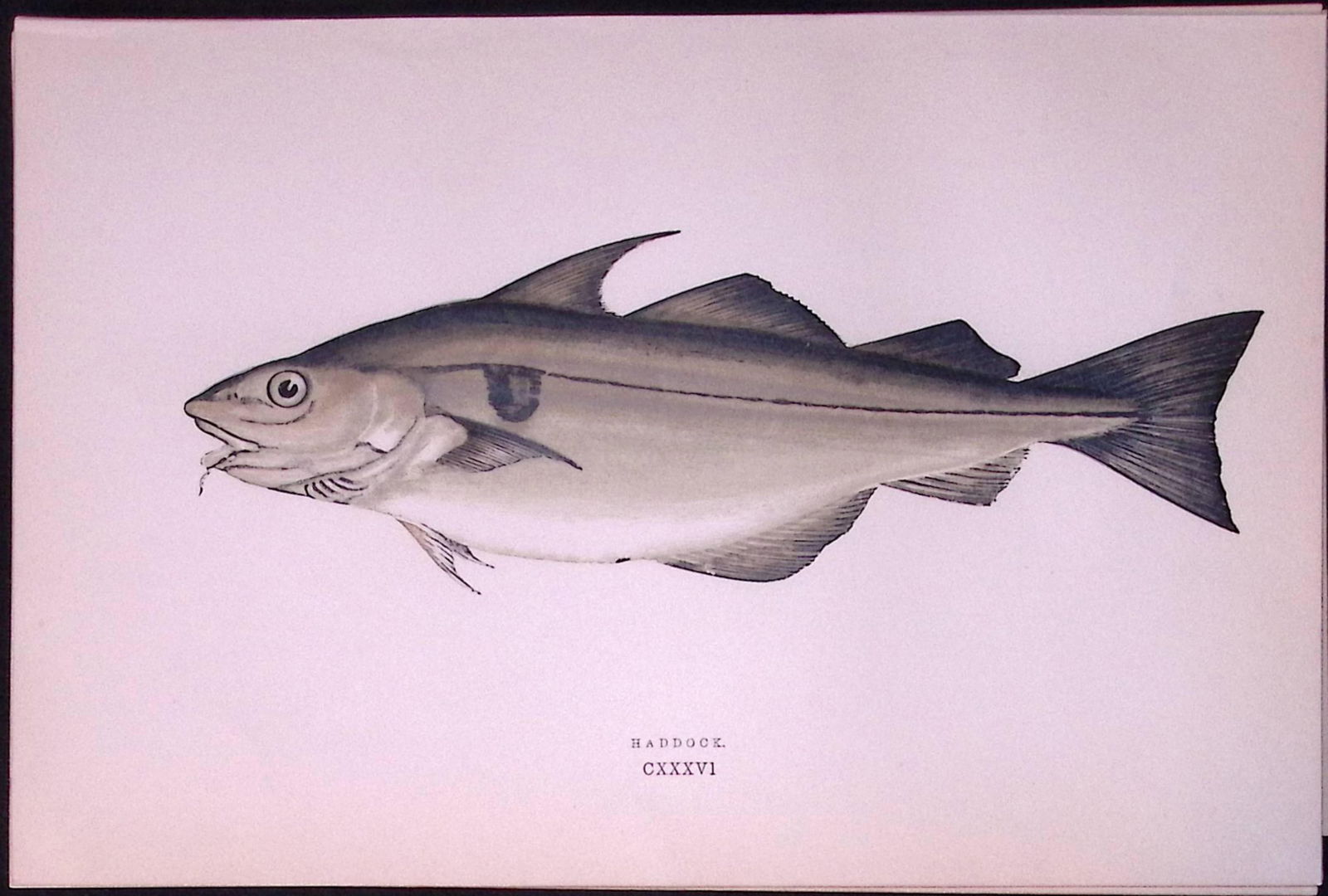 Haddock Fish Scarce Antique 1877 Johnathan Couch Woodblock Engraving-22 (1 of 2)