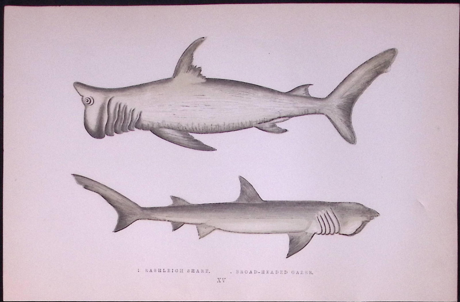 Rashleigh, Broad-Headed Sharks Antique 1877 J. Couch Woodblock Engraving-10: Title: Rashleigh, Broad-Headed Sharks Antique 1877 J. Couch Woodblock Engraving-10 Description: This Antique Original Coloured Woodblock Engraving Was Removed from An Editi