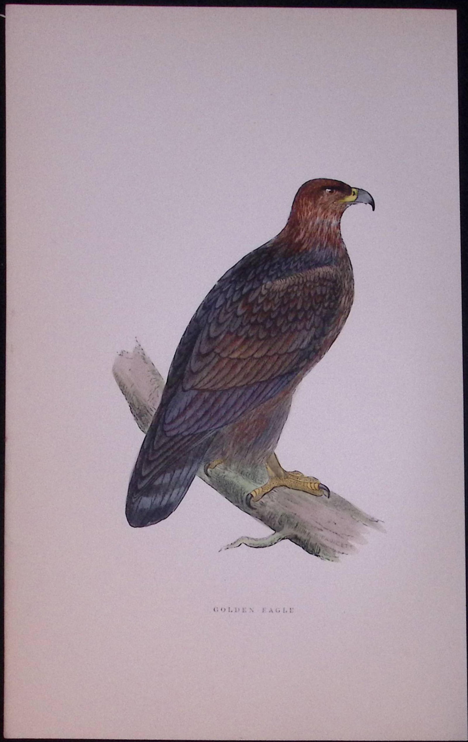 Golden Eagle Rev Morris Antique History of British Birds 130 Years-Old Engraving-14: Title: Golden Eagle Rev Morris Antique History of British Birds 130 Years-Old Engraving-14 Description: This Chromolithographic Engraved Plate Has Been Removed from an Anti