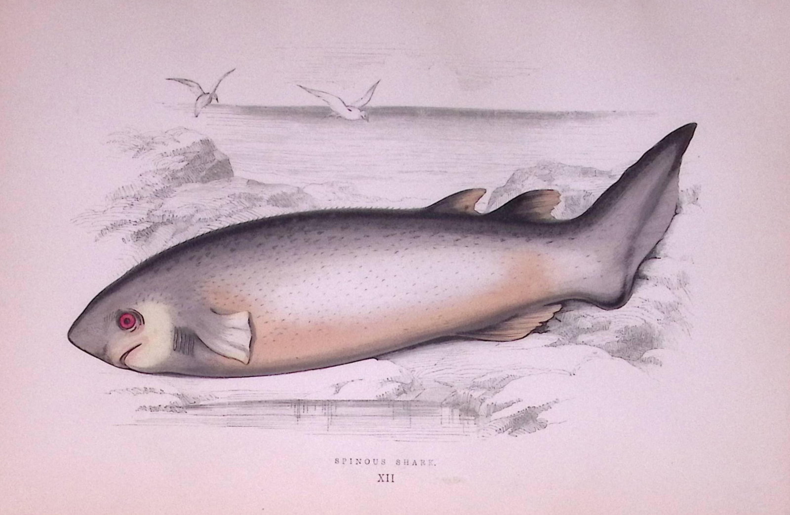 Spinous Shark Scarce Antique 1877 Johnathan Couch Woodblock Engraving-13: Title: Spinous Shark Scarce Antique 1877 Johnathan Couch Woodblock Engraving-13 Description: This Antique Original Coloured Woodblock Engraving Was Removed from An Edition