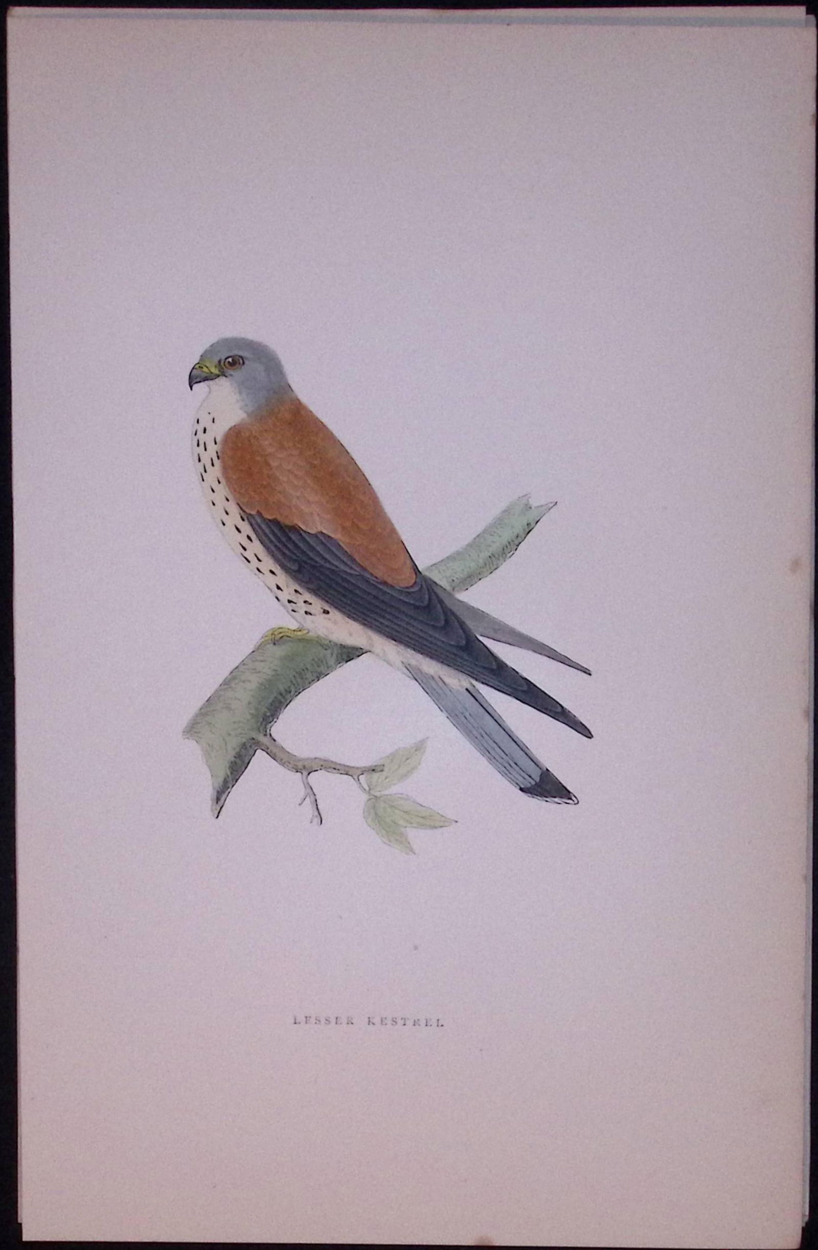 Lesser Kestrel Rev Morris Antique History of British Birds 130 Years-Old Engraving-26: Title: Lesser Kestrel Rev Morris Antique History of British Birds 130 Years-Old Engraving-26 Description: This Chromolithographic Engraved Plate Has Been Removed from an An