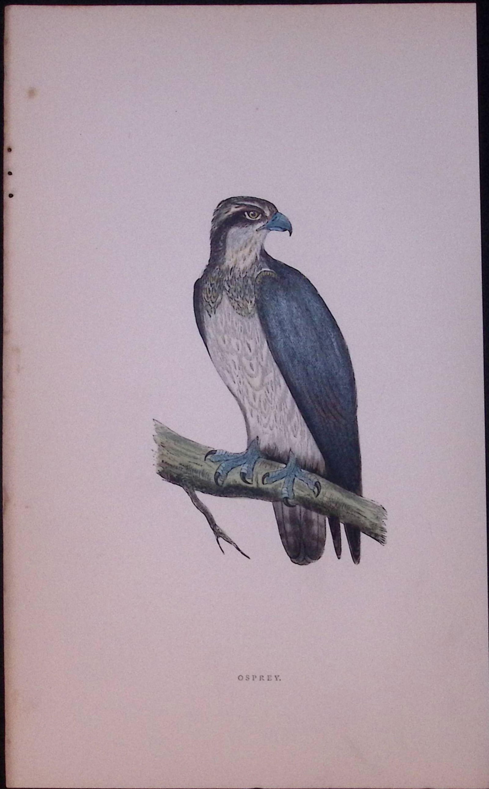 Osprey Rev Morris Antique History of British Birds 130 Years-Old Engraving-16 (1 of 2)