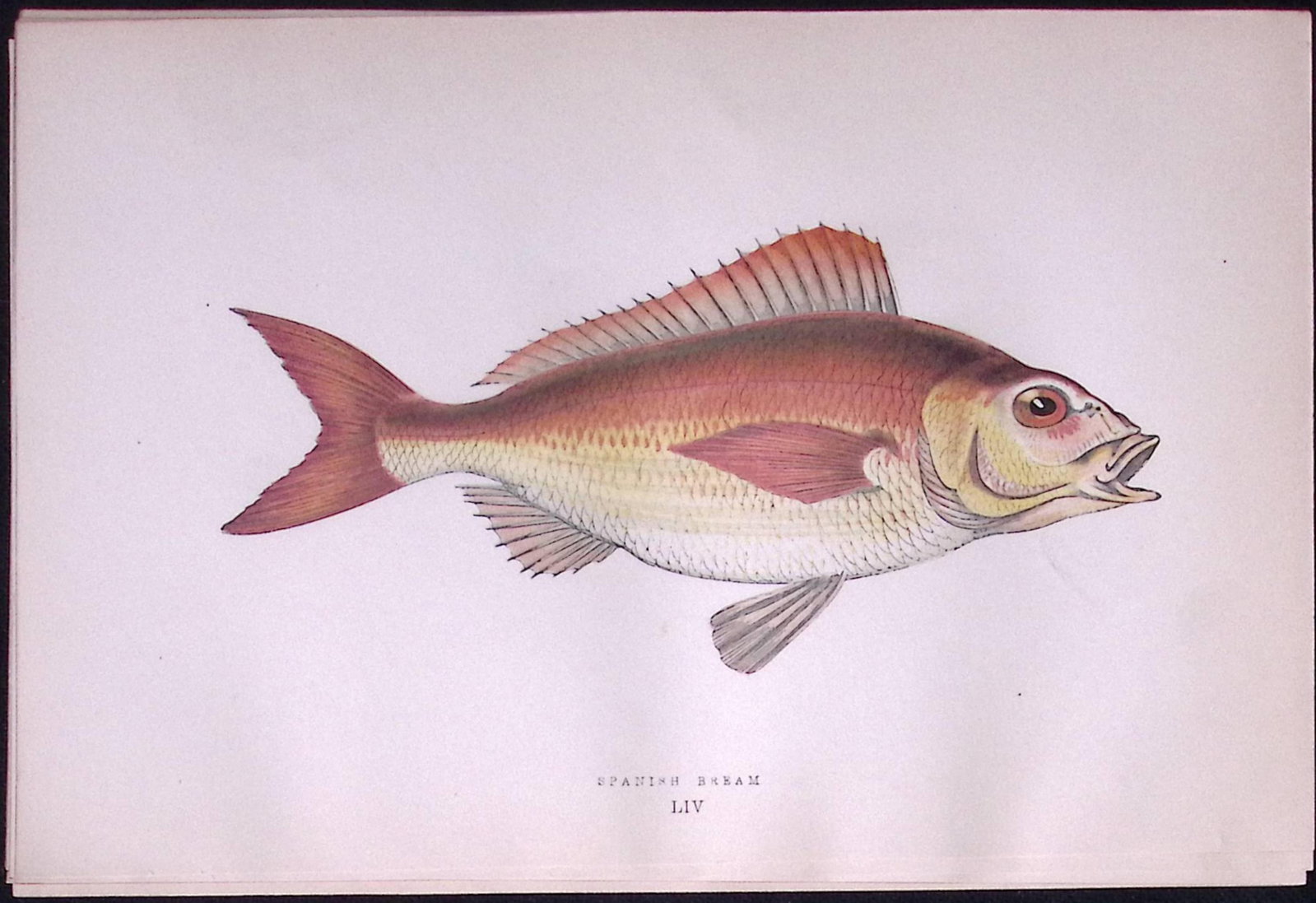 Spanish Bream Scarce Antique 1877 J. Couch Woodblock Engraving-53: Title: Spanish Bream Scarce Antique 1877 J. Couch Woodblock Engraving-53 Description: This Antique Original Coloured Woodblock Engraving Was Removed from An Edition of.