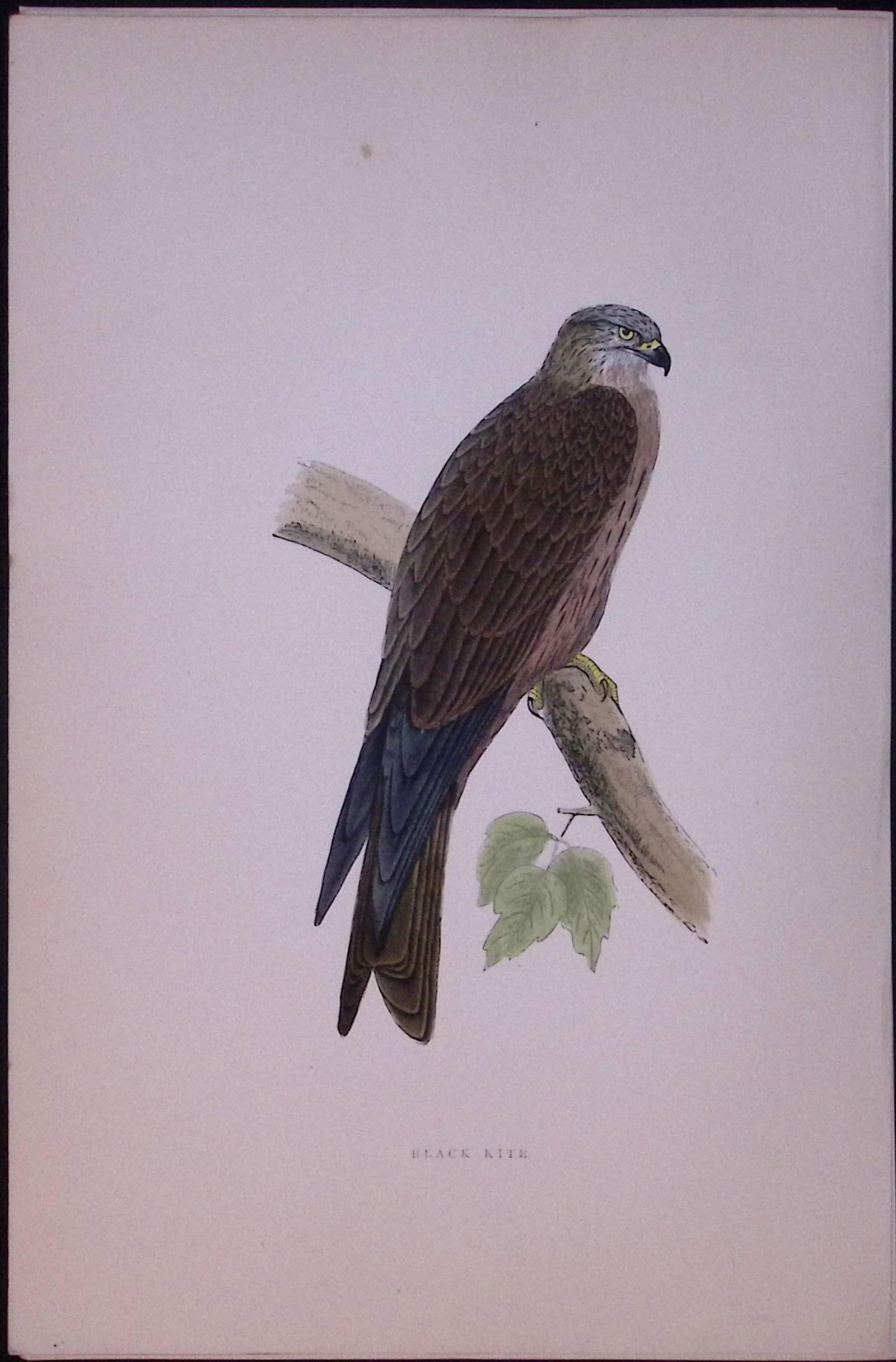 Black Kite Rev Morris Antique History of British Birds 130 Years-Old Engraving-19: Title: Black Kite Rev Morris Antique History of British Birds 130 Years-Old Engraving-19 Description: This Chromolithographic Engraved Plate Has Been Removed from an Antiqu