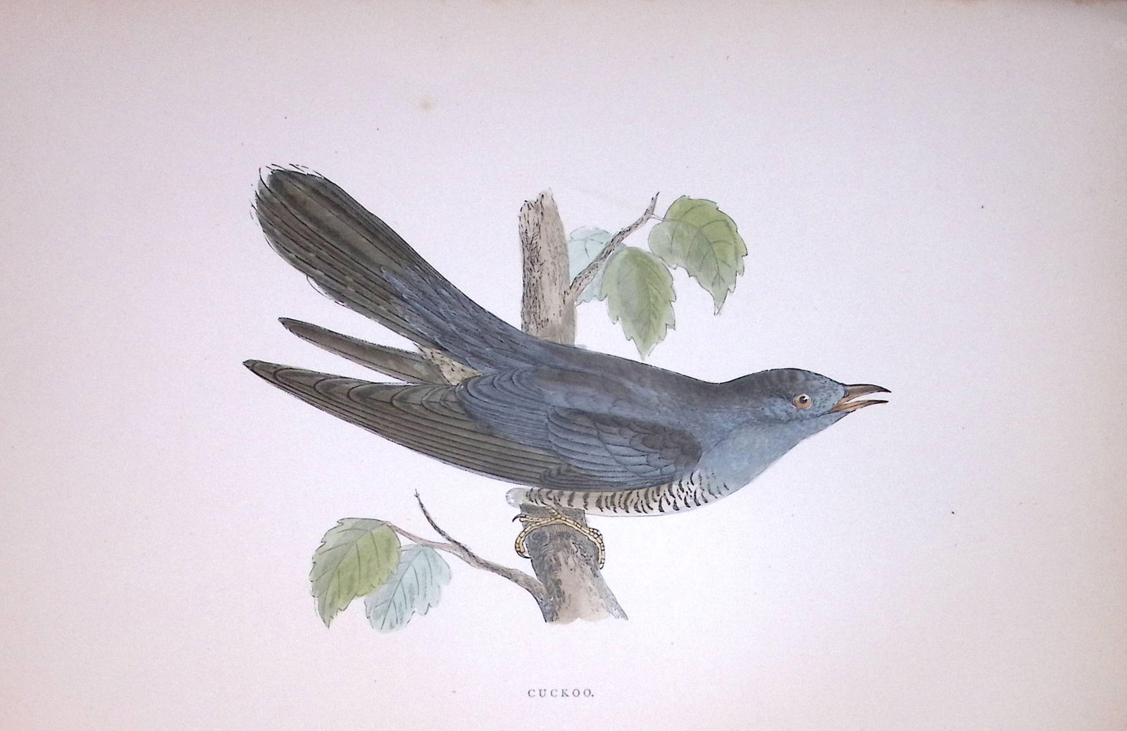 Cuckoo Rev Morris Antique History of British Birds 130 Years-Old Engraving-51: Title: Cuckoo Rev Morris Antique History of British Birds 130 Years-Old Engraving-51 Description: This Chromolithographic Engraved Plate Has Been Removed from an Antique Ed