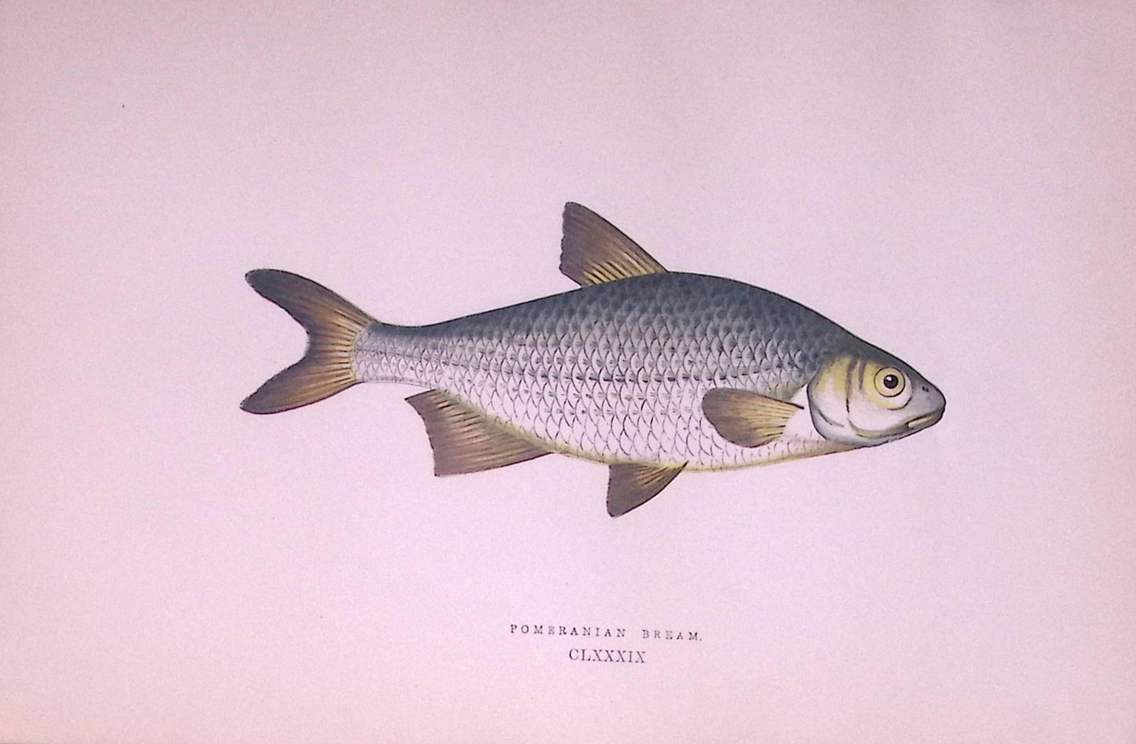 Pomeranian Bream Fish Scarce Antique 1877 J. Couch Woodblock Engraving-28: Title: Pomeranian Bream Fish Scarce Antique 1877 J. Couch Woodblock Engraving-28 Description: This Antique Original Coloured Woodblock Engraving Was Removed from An Editio