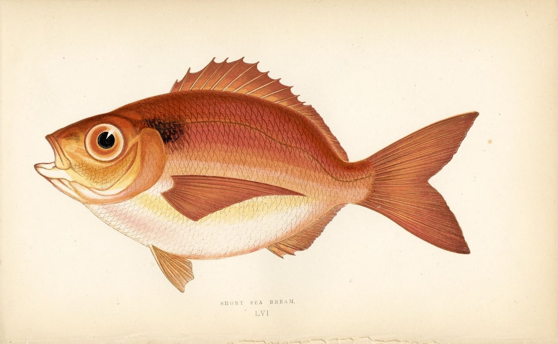 Short Sea Bream Scarce Antique 1877 J. Couch Woodblock Engraving-56: Title: Short Sea Bream Scarce Antique 1877 J. Couch Woodblock Engraving-56 Description: This Antique Original Coloured Woodblock Engraving Was Removed from An Edition of.
