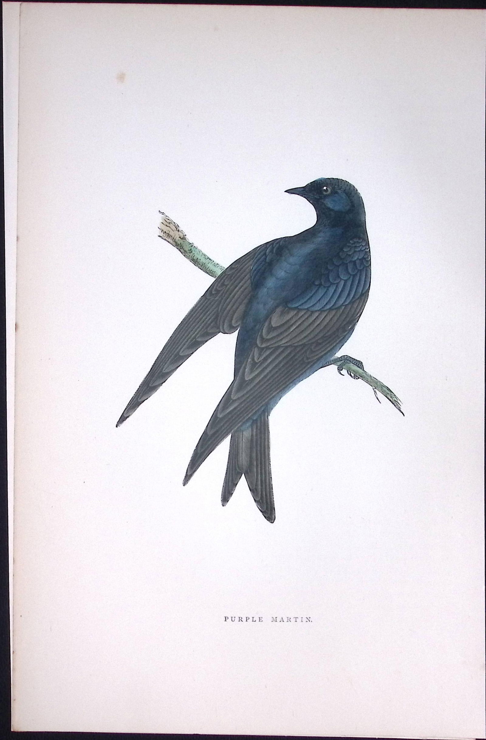 Purple Marten Rev Morris Antique History of British Birds 130 Years-Old Engraving-162 (1 of 2)