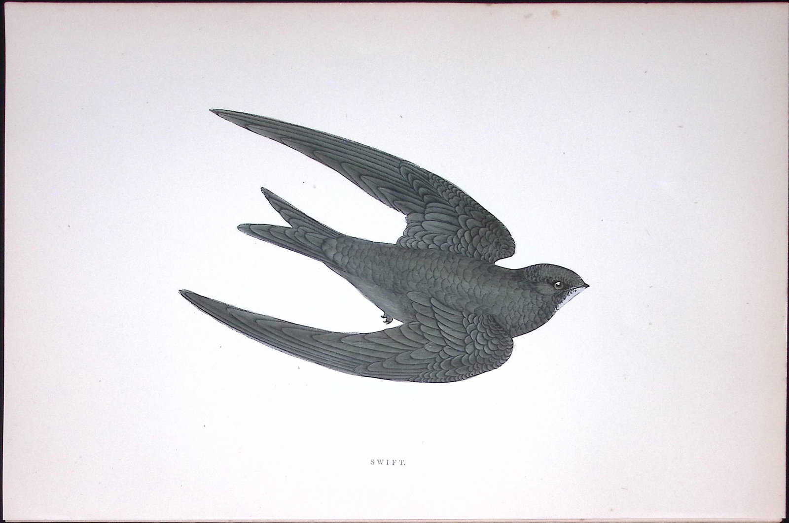 Swift Rev Morris Antique History of British Birds 130 Years-Old Engraving-158 (1 of 2)